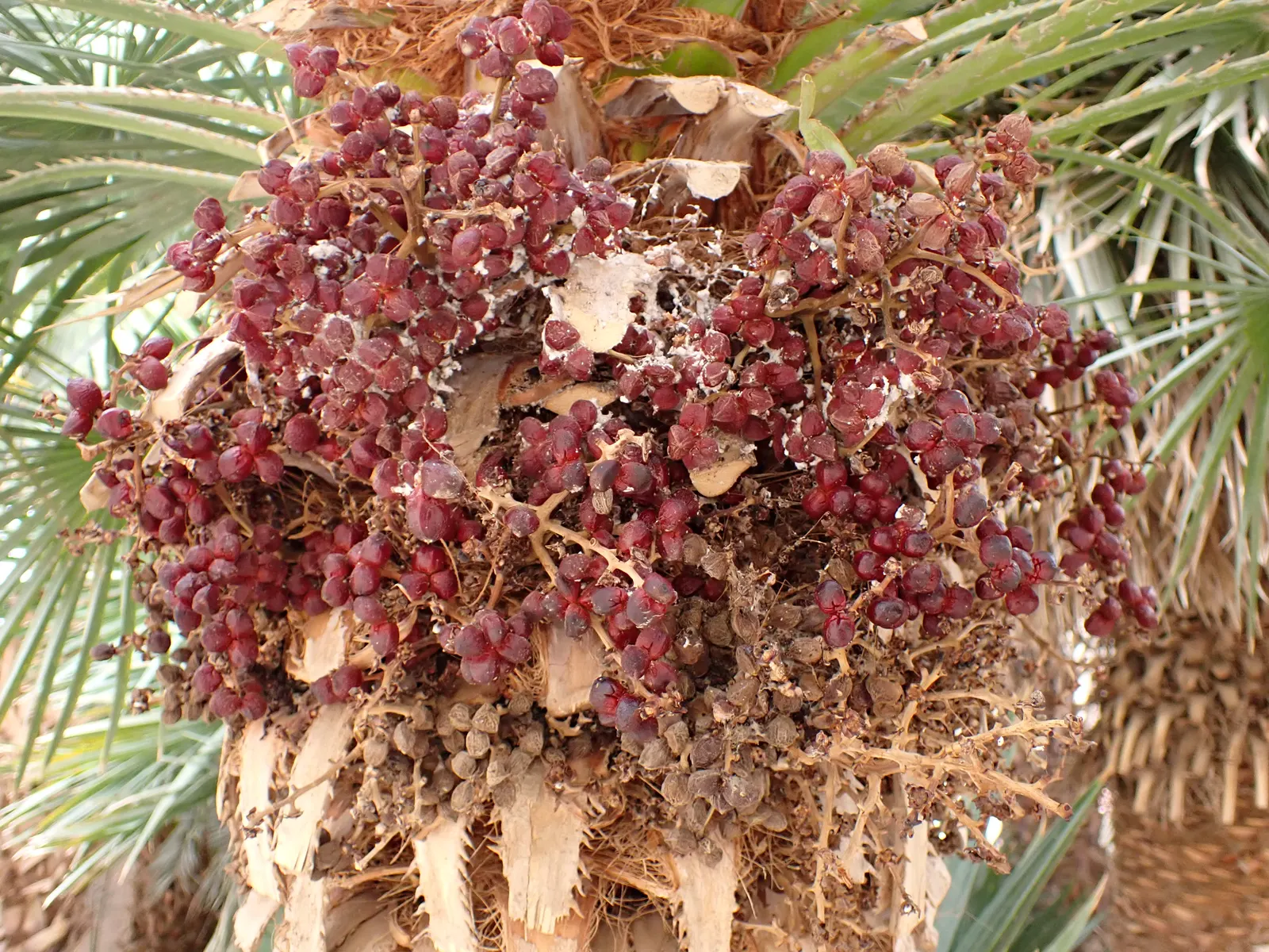 Mediterranean Fan Palm (Chamaerops Humilis) — Its growth rate is relatively slow; span nearly 2 feet wide and lend a tropical texture to the, image 100