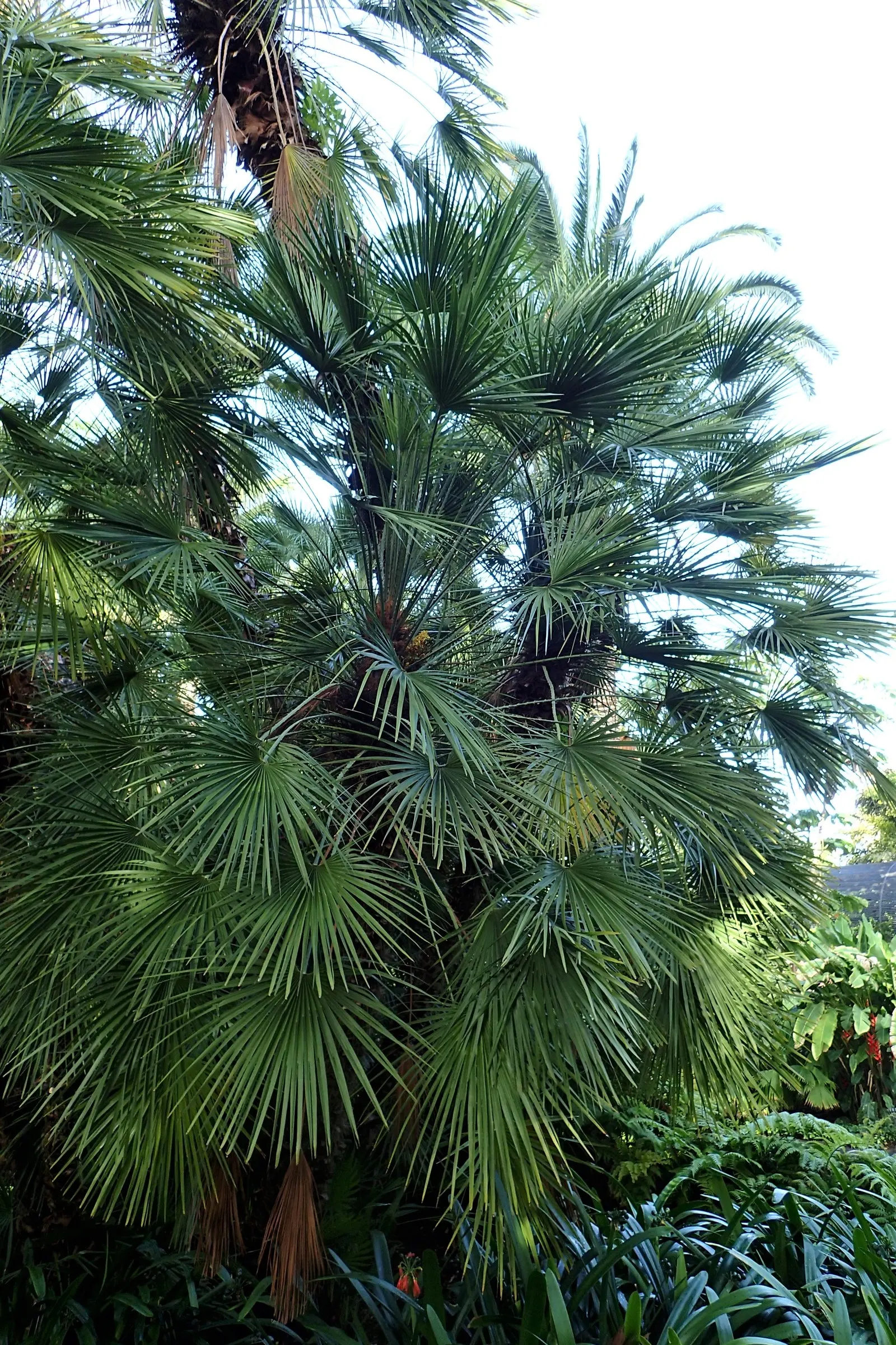 Mediterranean Fan Palm (Chamaerops Humilis) — is a remarkable and hardy addition to any landscape design; making it an ideal specimen for those, image 98