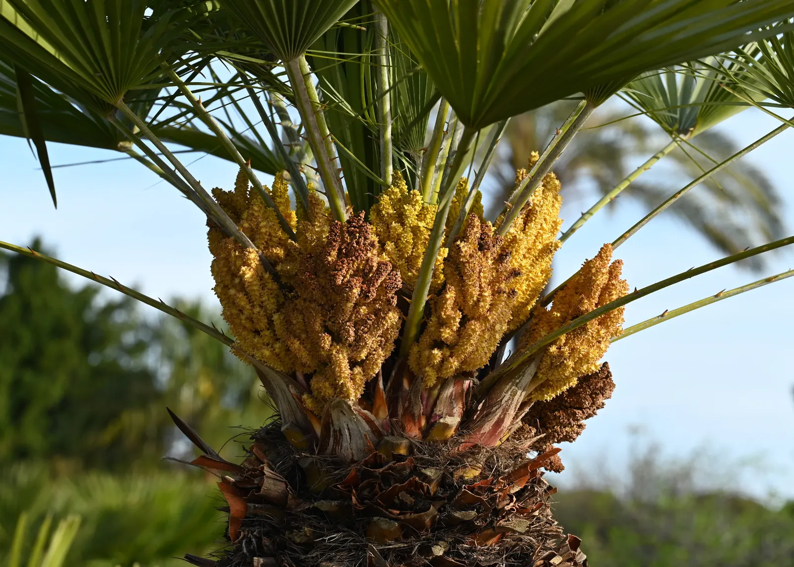 Mediterranean Fan Palm (Chamaerops Humilis) — Ideal for small gardens, it's drought-tolerant and thrives in full sun to partial shade; these leaves, image 113