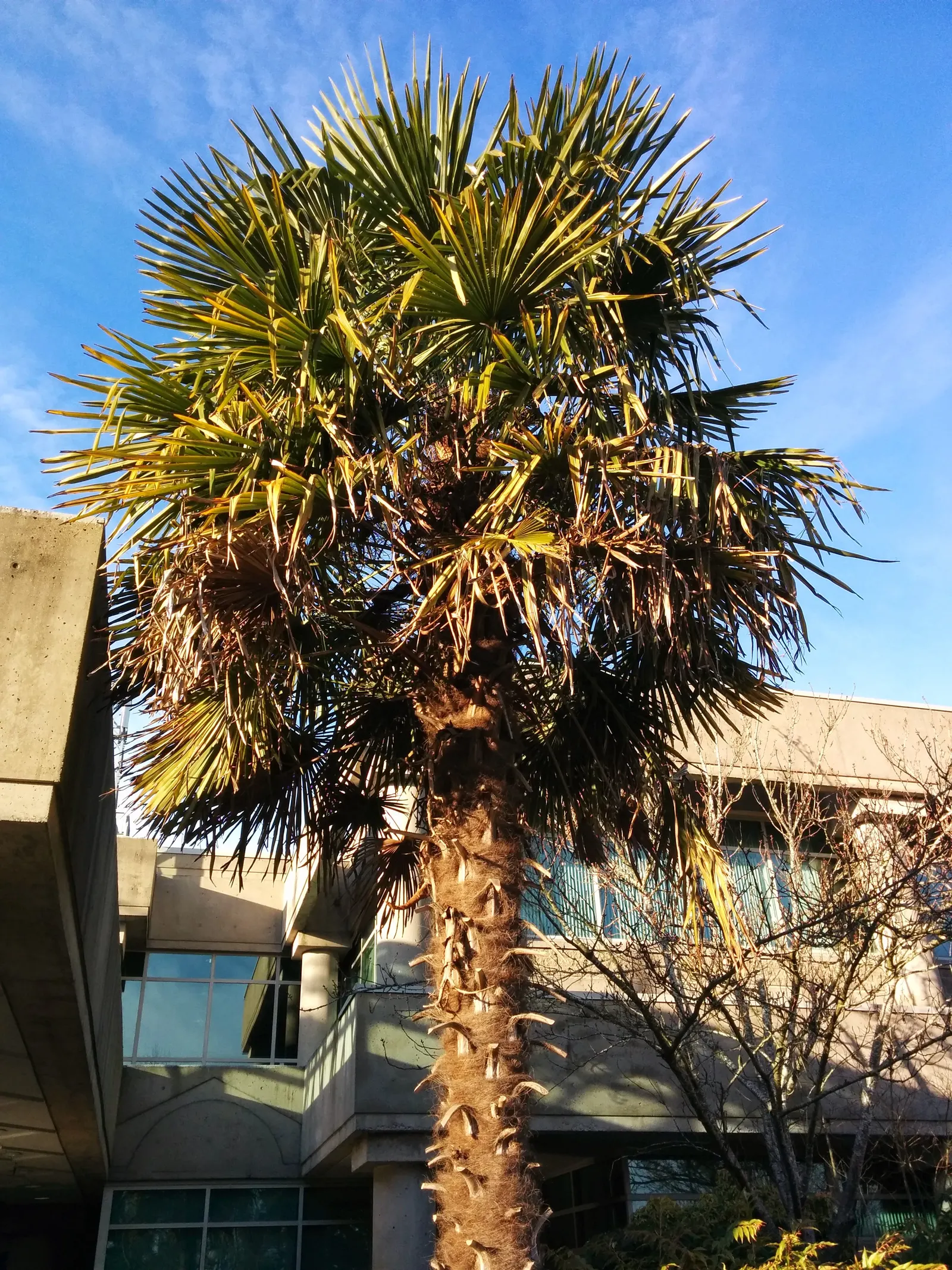 Mediterranean Fan Palm (Chamaerops Humilis) — USDA Zones 8-11 are suitable for cultivation; this slow-growing palm features blue-green, image 114