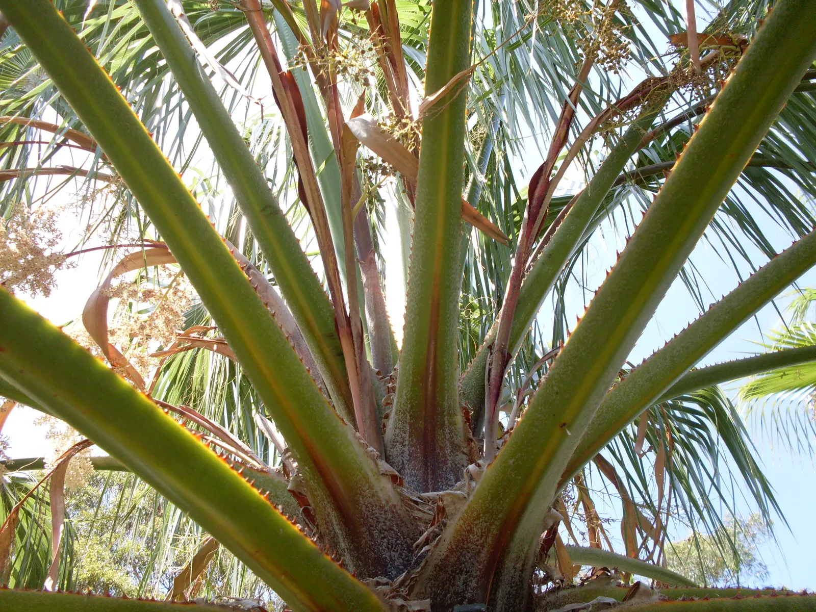 Mediterranean Fan Palm (Chamaerops Humilis) — These leaves emerge from sharp; ideal for small gardens, it's drought-tolerant and thrives in full, image 50