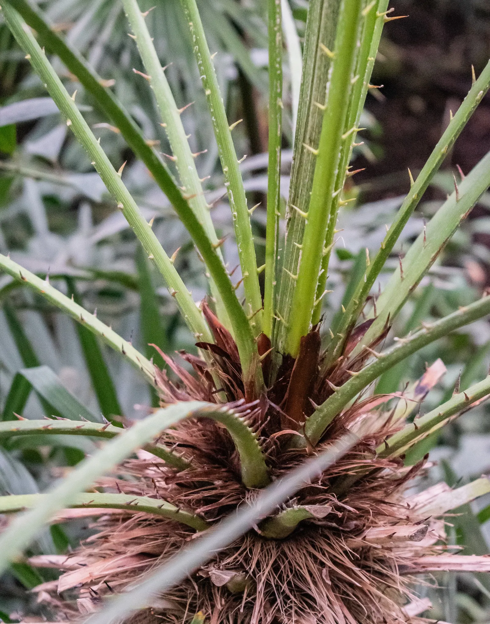 Mediterranean Fan Palm (Chamaerops Humilis) — USDA Zones 8-11 are suitable for cultivation; this slow-growing palm features blue-green, image 60