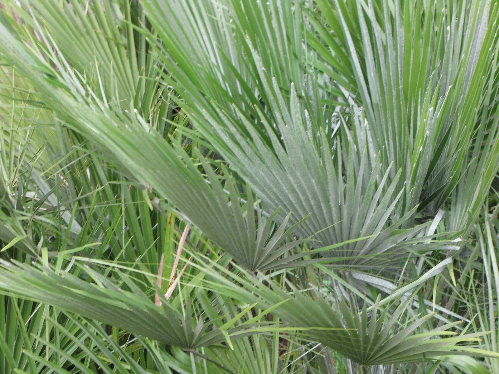 Mediterranean Fan Palm (Chamaerops Humilis) — Its growth rate is relatively slow; span nearly 2 feet wide and lend a tropical texture to the, image 82