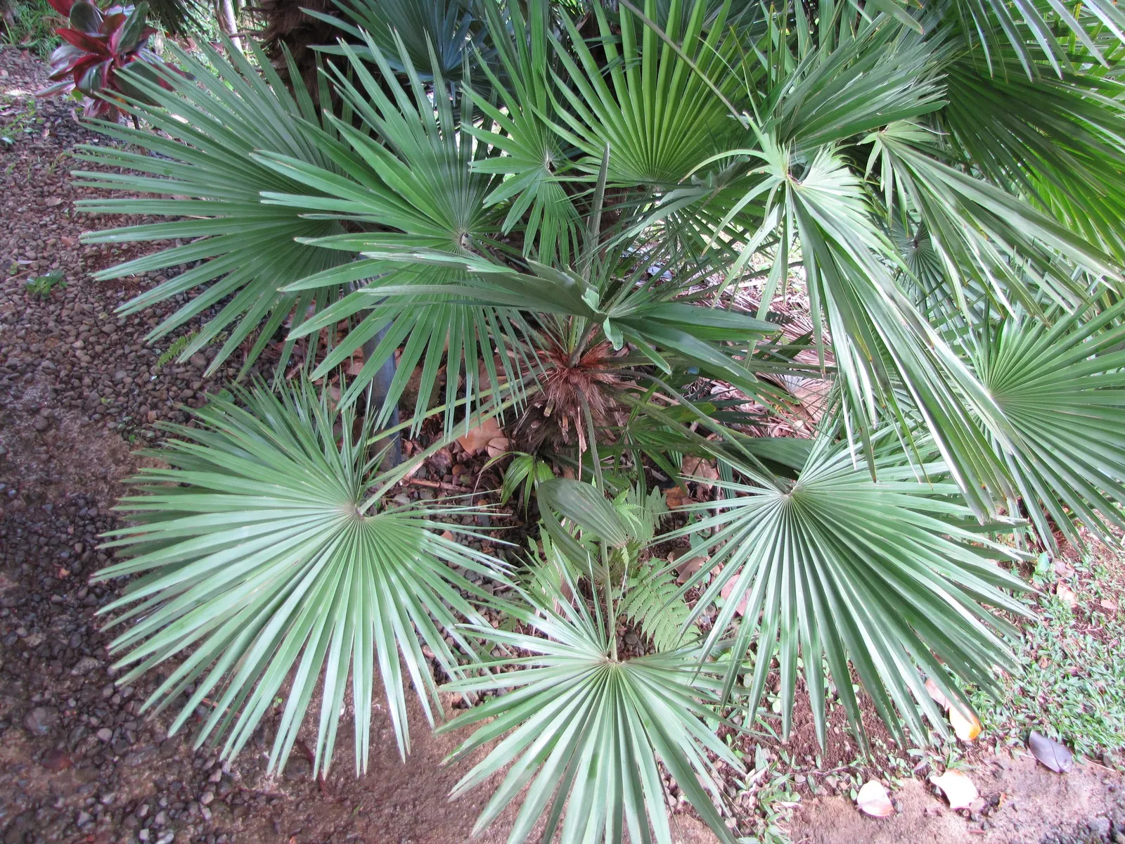 Mediterranean Fan Palm (Chamaerops Humilis) — Chamaerops humilis brings year-round interest with minimal maintenance; the Mediterranean Fan Palm, image 52