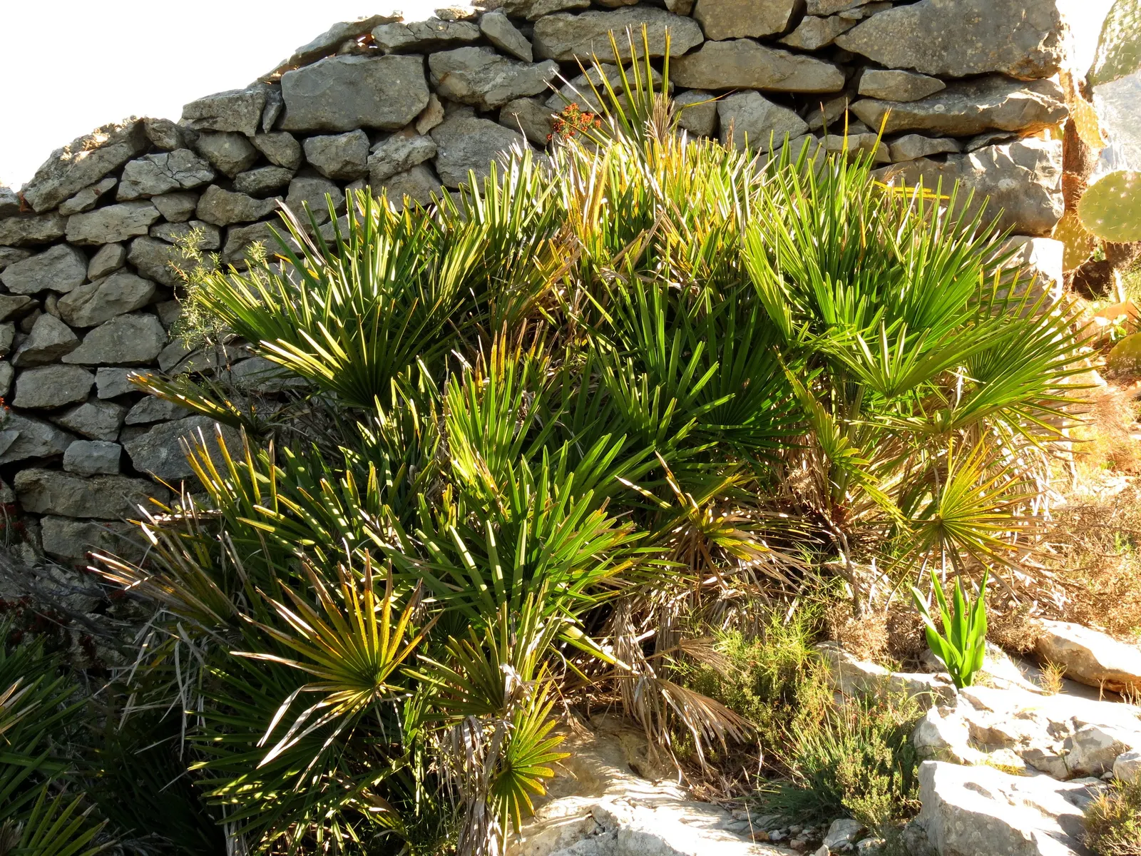 Mediterranean Fan Palm (Chamaerops Humilis) — USDA Zones 8-11 are suitable for cultivation; this slow-growing palm features blue-green, image 96