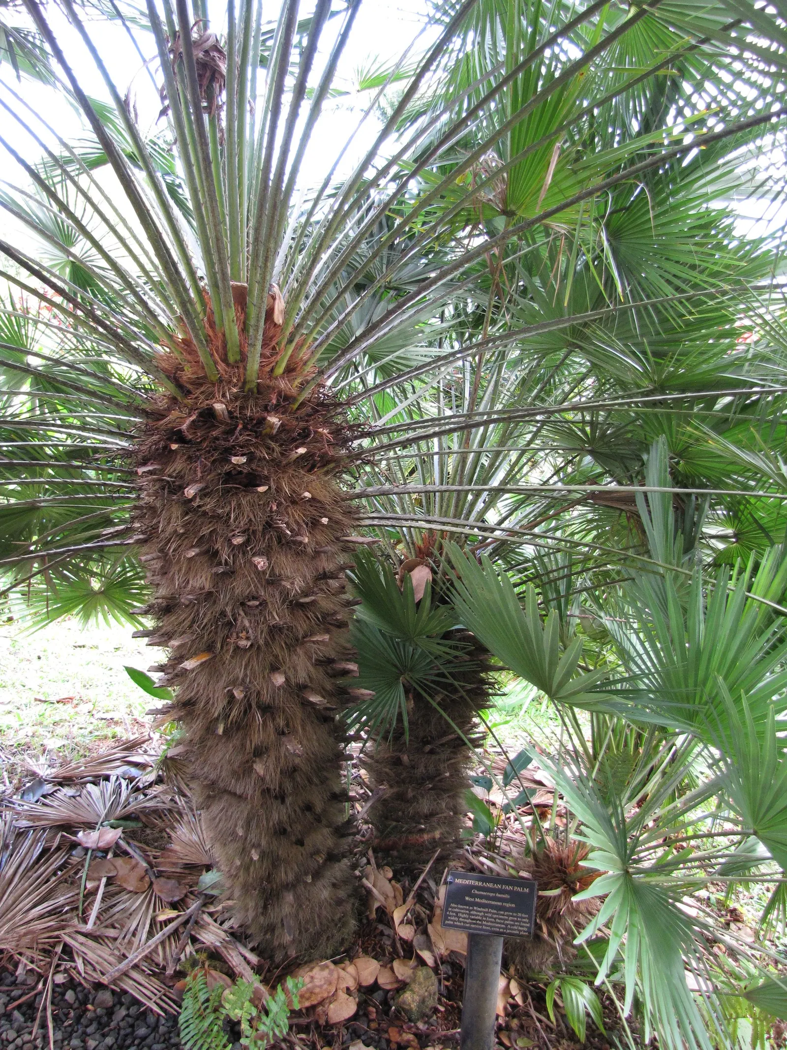 Mediterranean Fan Palm (Chamaerops Humilis) — scientifically known as Chamaerops humilis; its growth rate is relatively slow, image 61
