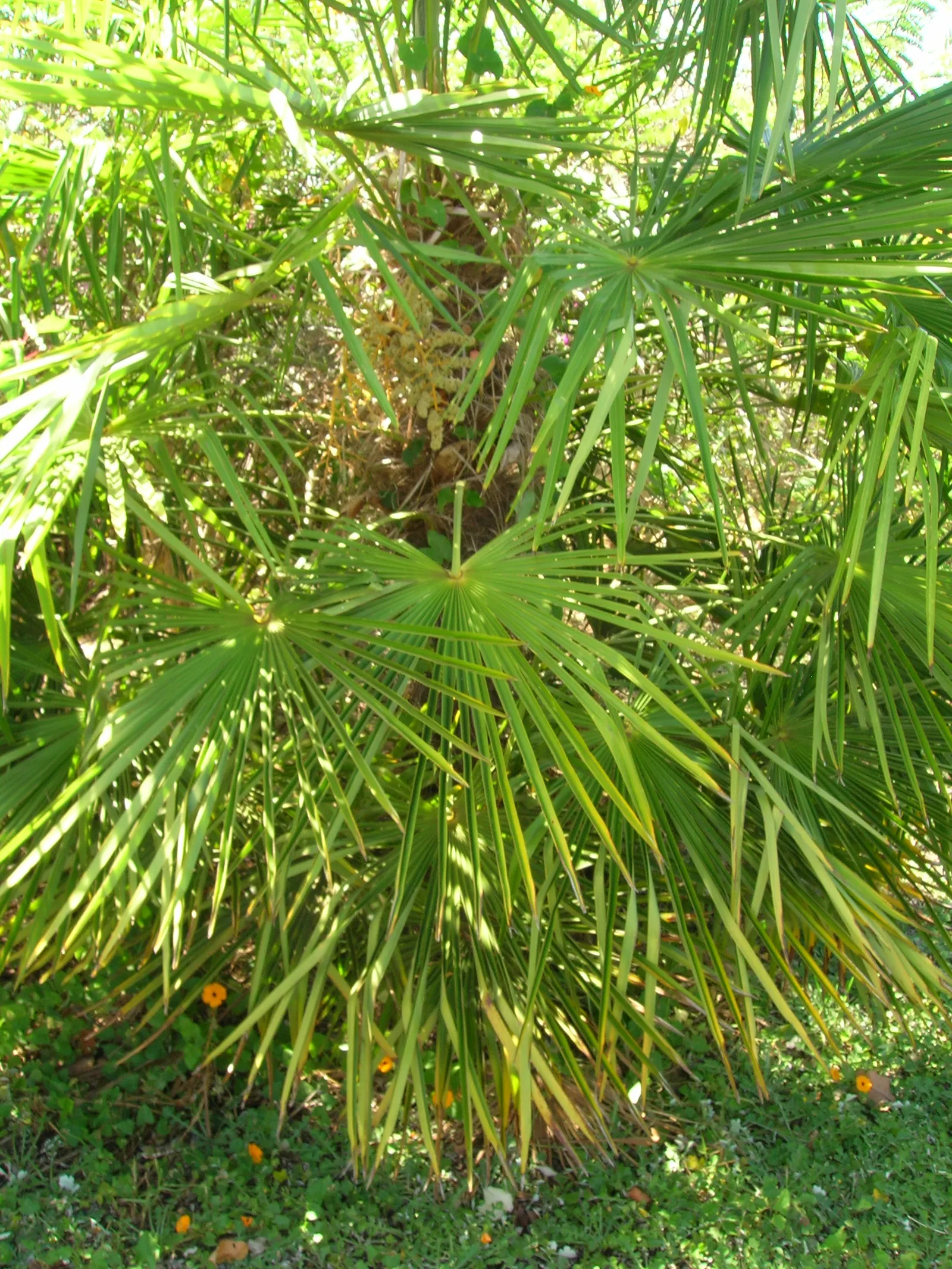 Mediterranean Fan Palm (Chamaerops Humilis) — making it an ideal specimen for those seeking a touch of Mediterranean charm in their outdoor living, image 53