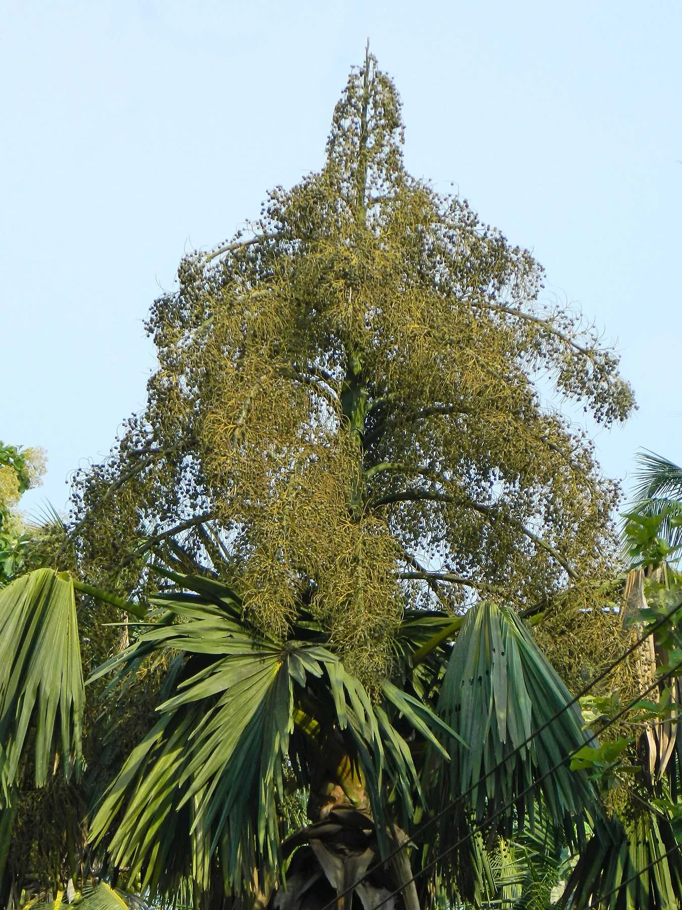 Mediterranean Fan Palm (Chamaerops Humilis) — This slow-growing palm features blue-green; palm / tree for full or half, image 111