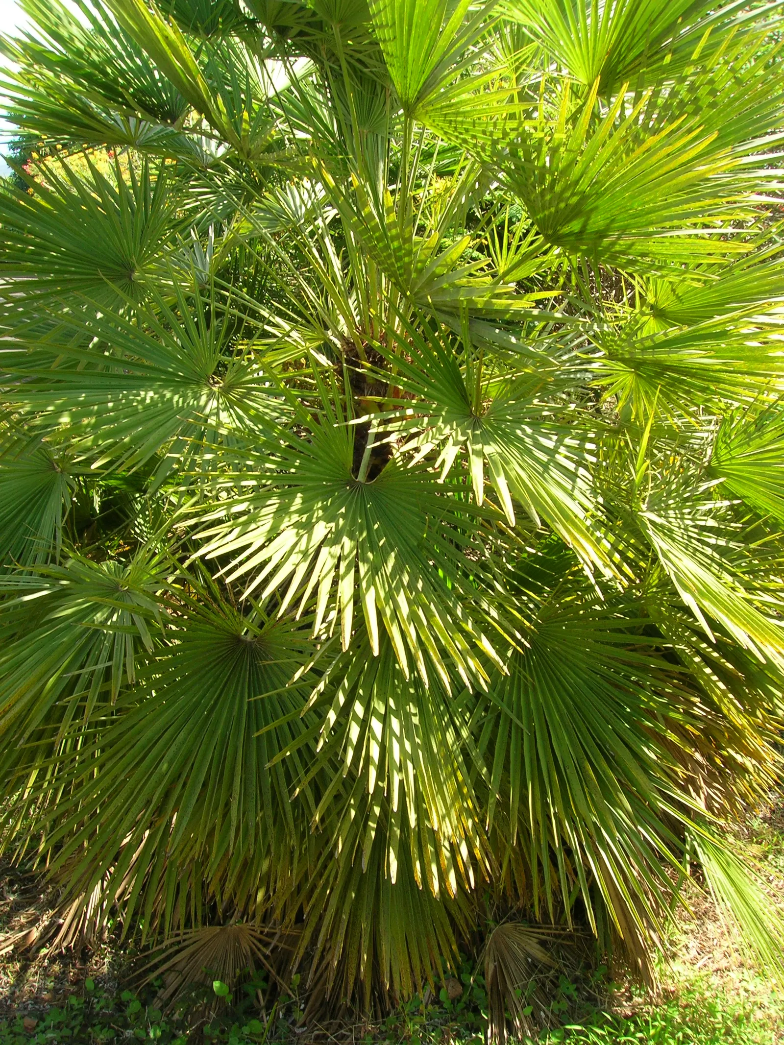 Mediterranean Fan Palm (Chamaerops Humilis) — These leaves emerge from sharp; ideal for small gardens, it's drought-tolerant and thrives in full, image 104