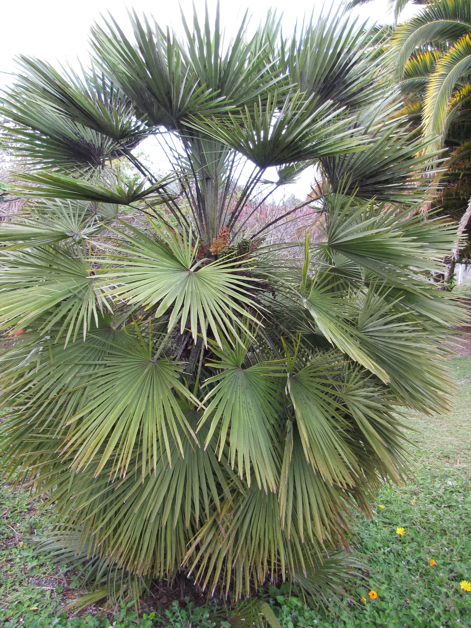 Mediterranean Fan Palm (Chamaerops Humilis) — making it an ideal specimen for those seeking a touch of Mediterranean charm in their outdoor living, image 71