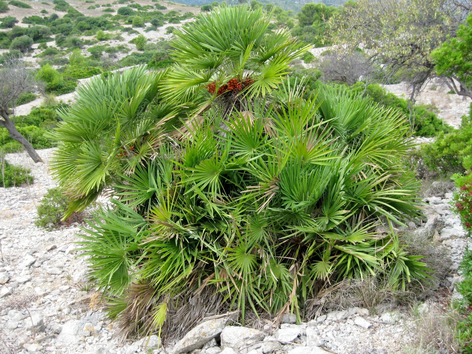 Mediterranean Fan Palm (Chamaerops Humilis) — Chamaerops humilis brings year-round interest with minimal maintenance; the Mediterranean Fan Palm, image 70