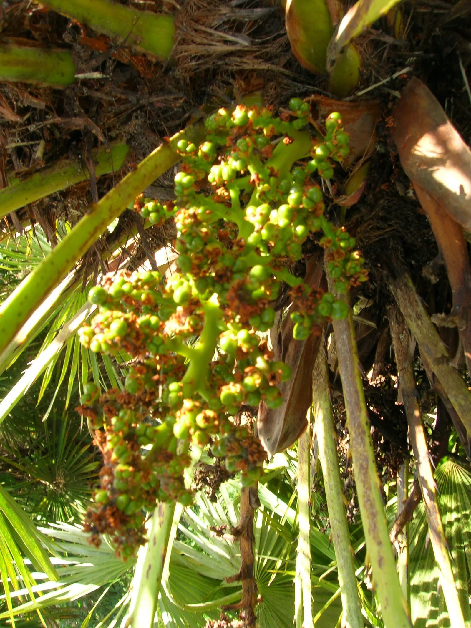 Mediterranean Fan Palm (Chamaerops Humilis) — These leaves emerge from sharp; ideal for small gardens, it's drought-tolerant and thrives in full, image 68