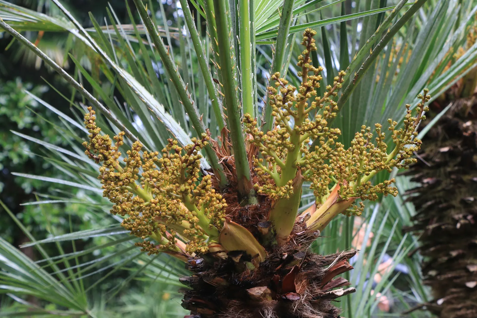 Mediterranean Fan Palm (Chamaerops Humilis) — Ideal for small gardens, it's drought-tolerant and thrives in full sun to partial shade; these leaves, image 59