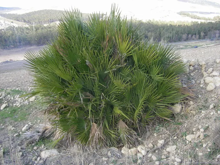 Mediterranean Fan Palm (Chamaerops Humilis) — <br><br>The palm showcases multiple trunks that clump together, giving it a lush, full appearance; it, image 65