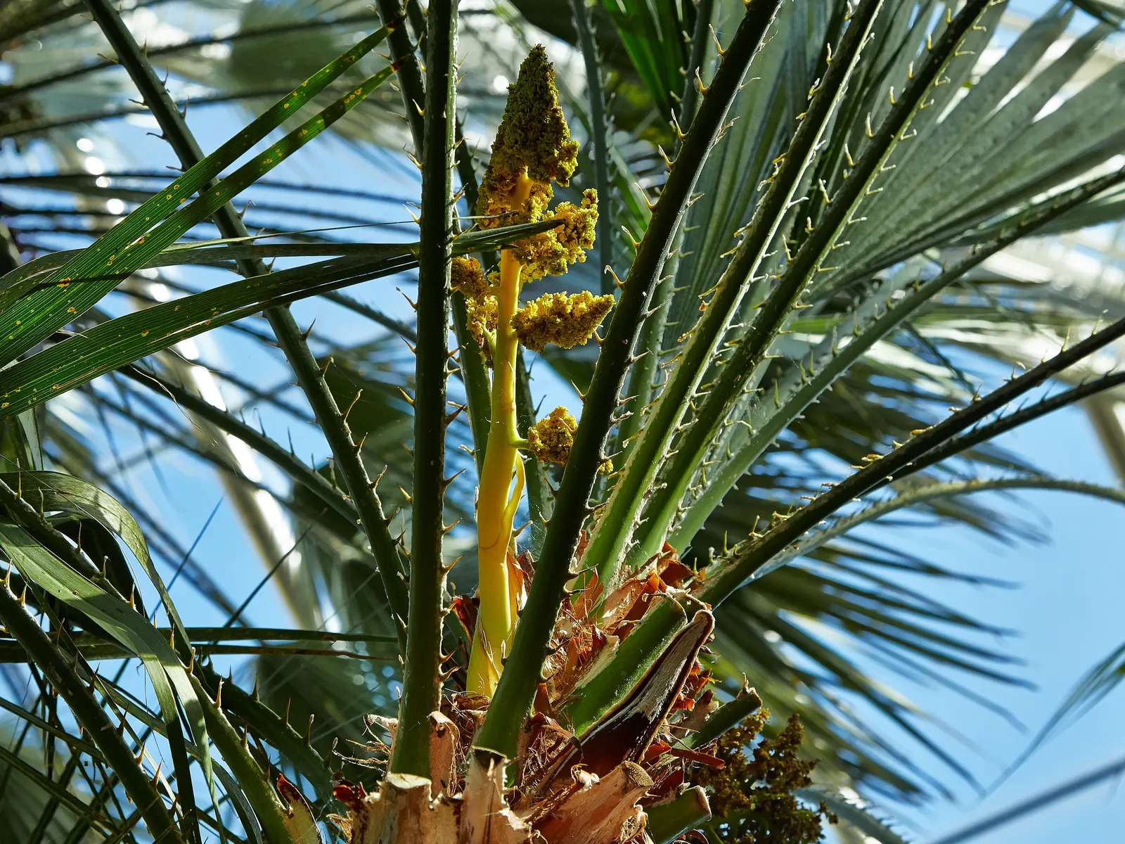 Mediterranean Fan Palm (Chamaerops Humilis) — Chamaerops humilis requires minimal irrigation and can handle occasional cold dips down to about, image 69