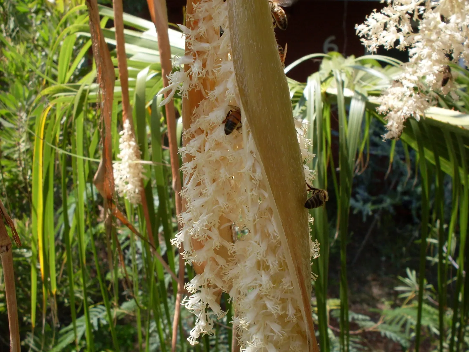 Mediterranean Fan Palm (Chamaerops Humilis) — span nearly 2 feet wide and lend a tropical texture to the landscape; chamaerops humilis brings, image 49