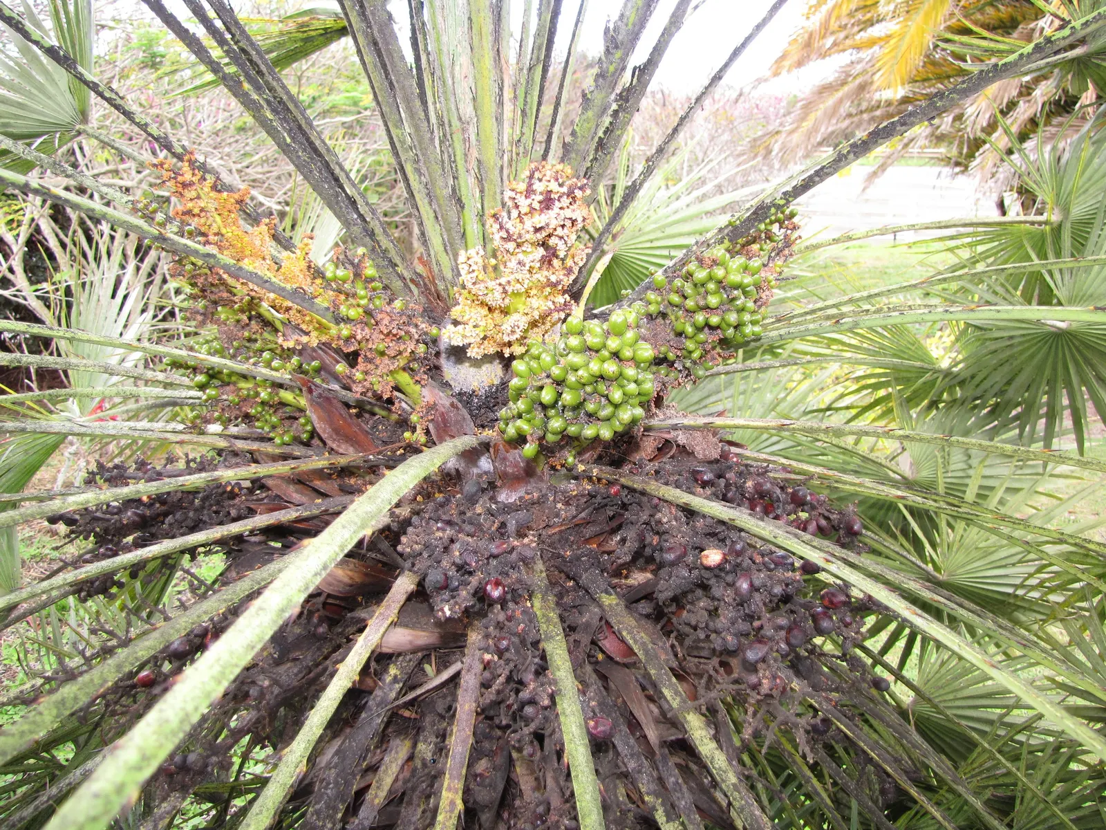 Mediterranean Fan Palm (Chamaerops Humilis) — palm / tree for full or half; chamaerops humilis requires minimal irrigation and can handle, image 72