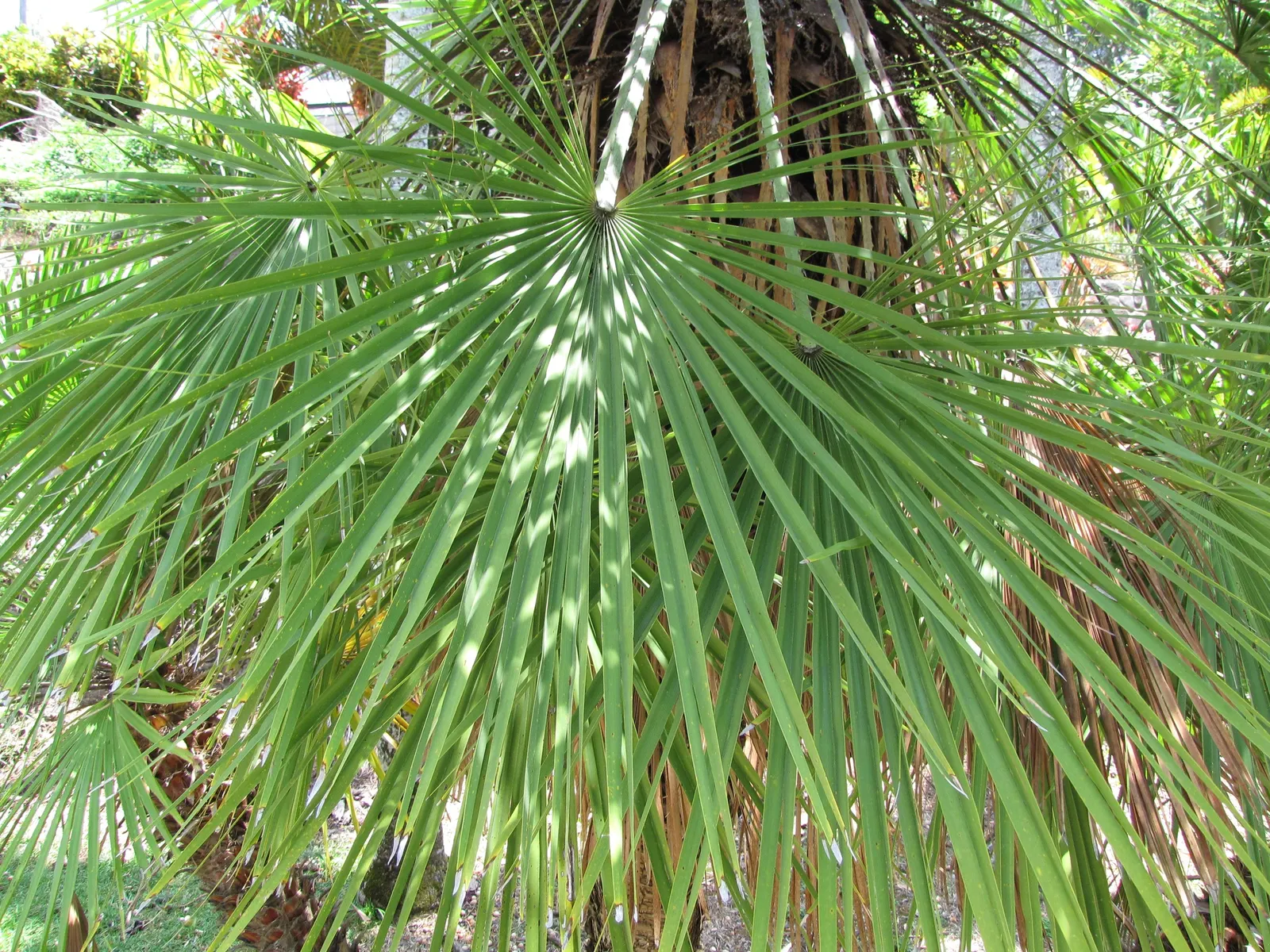 Mediterranean Fan Palm (Chamaerops Humilis) — scientifically known as Chamaerops humilis; its growth rate is relatively slow, image 97