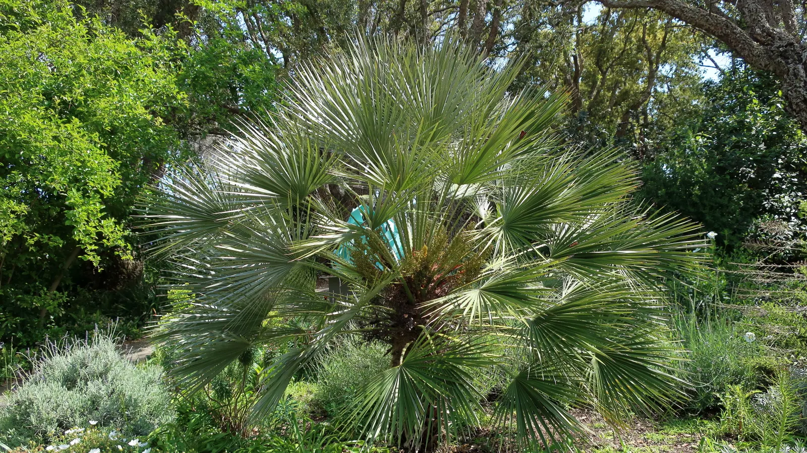 Mediterranean Fan Palm (Chamaerops Humilis) — The Mediterranean Fan Palm (Chamaerops humilis) is a hardy, compact palm native to the Mediterranean, image 55