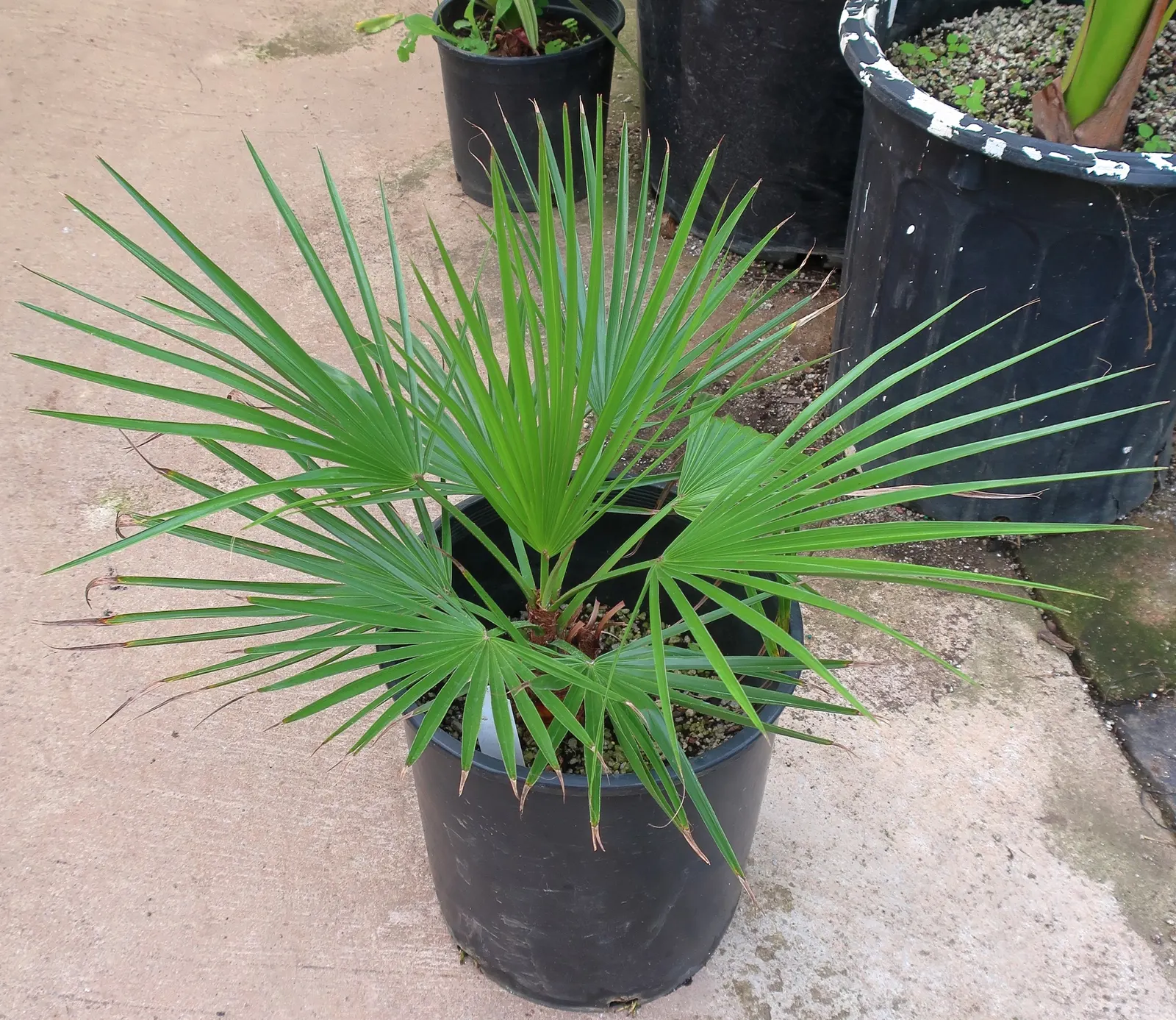 Mediterranean Fan Palm (Chamaerops Humilis) — is a remarkable and hardy addition to any landscape design; making it an ideal specimen for those, image 62