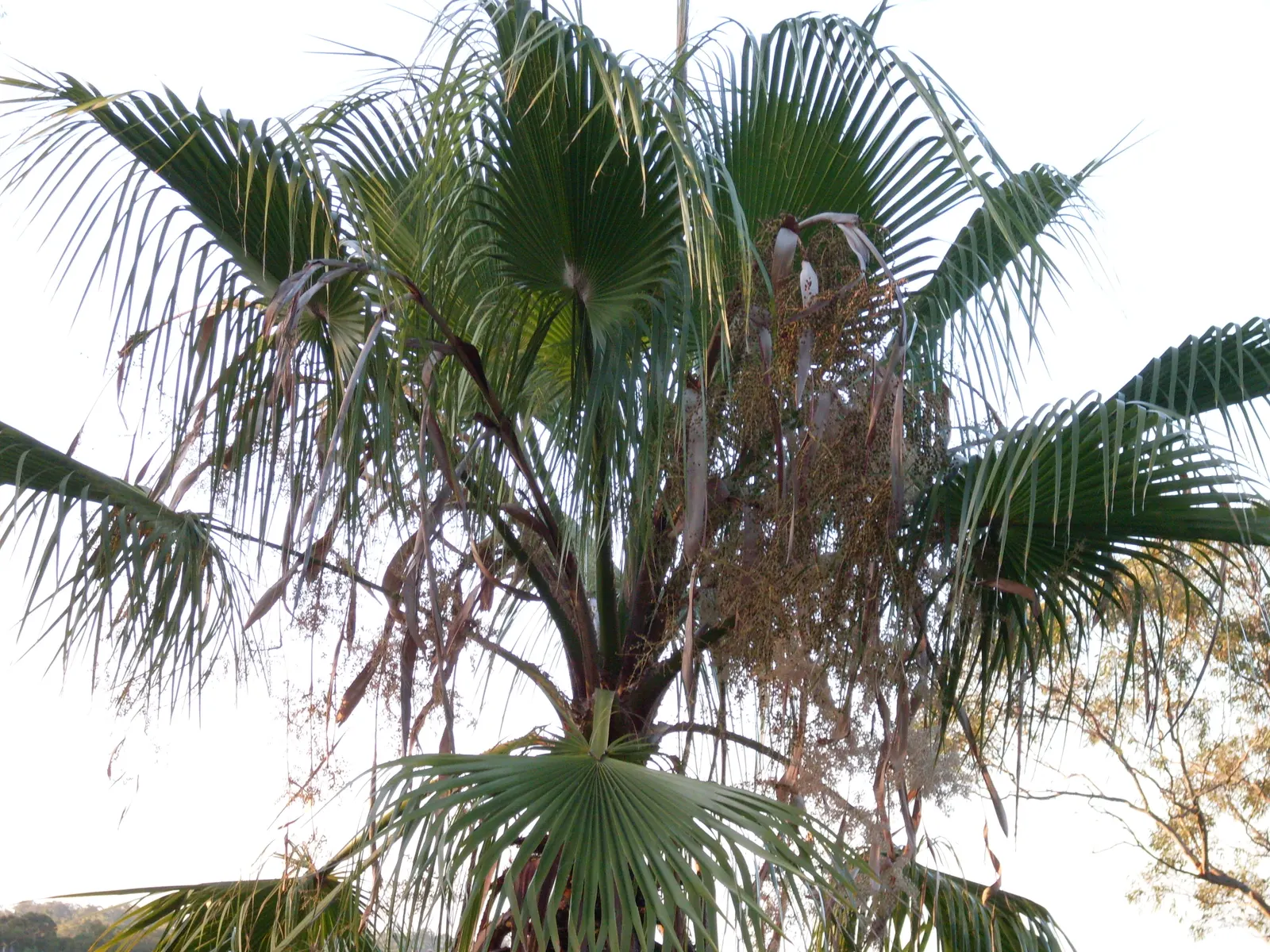 Mediterranean Fan Palm (Chamaerops Humilis) — ranging from bluish-green to silvery-gray; especially for those striving to emulate the elegant, image 102