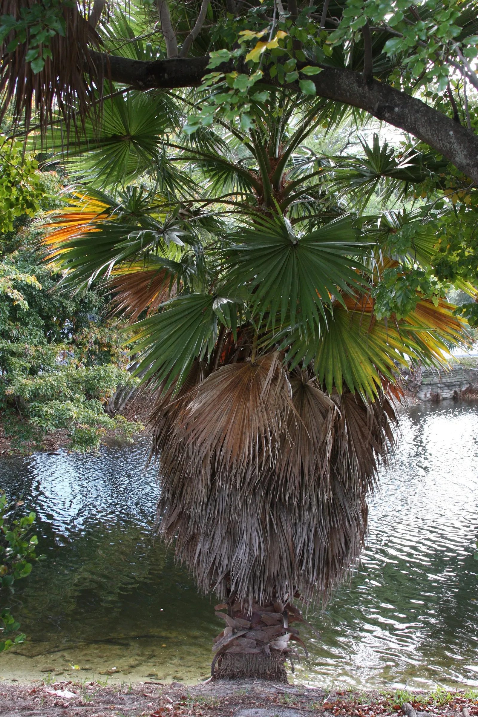 Mediterranean Fan Palm (Chamaerops Humilis) — Chamaerops humilis requires minimal irrigation and can handle occasional cold dips down to about, image 51