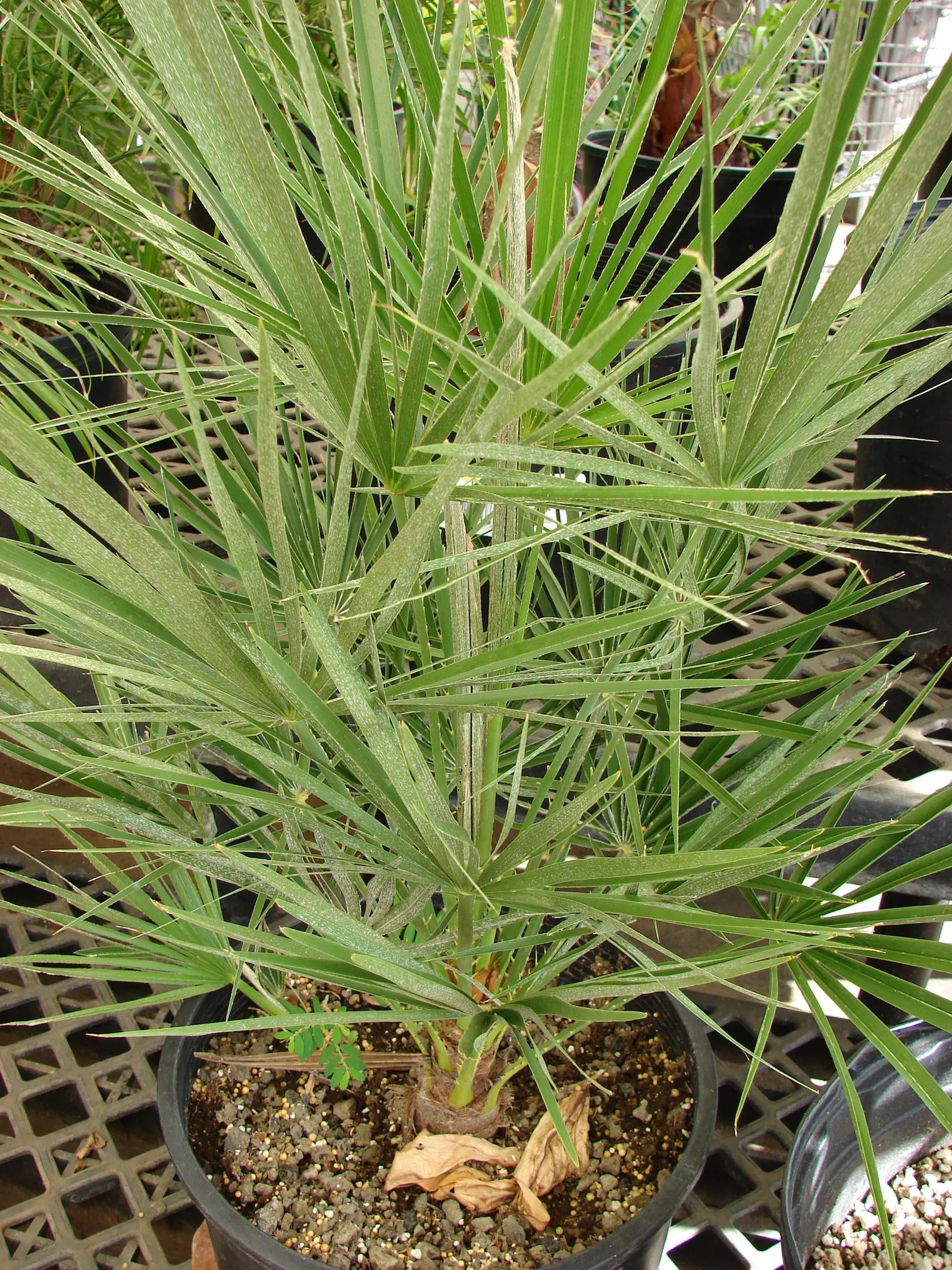 Mediterranean Fan Palm (Chamaerops Humilis) — Its growth rate is relatively slow; span nearly 2 feet wide and lend a tropical texture to the, image 64