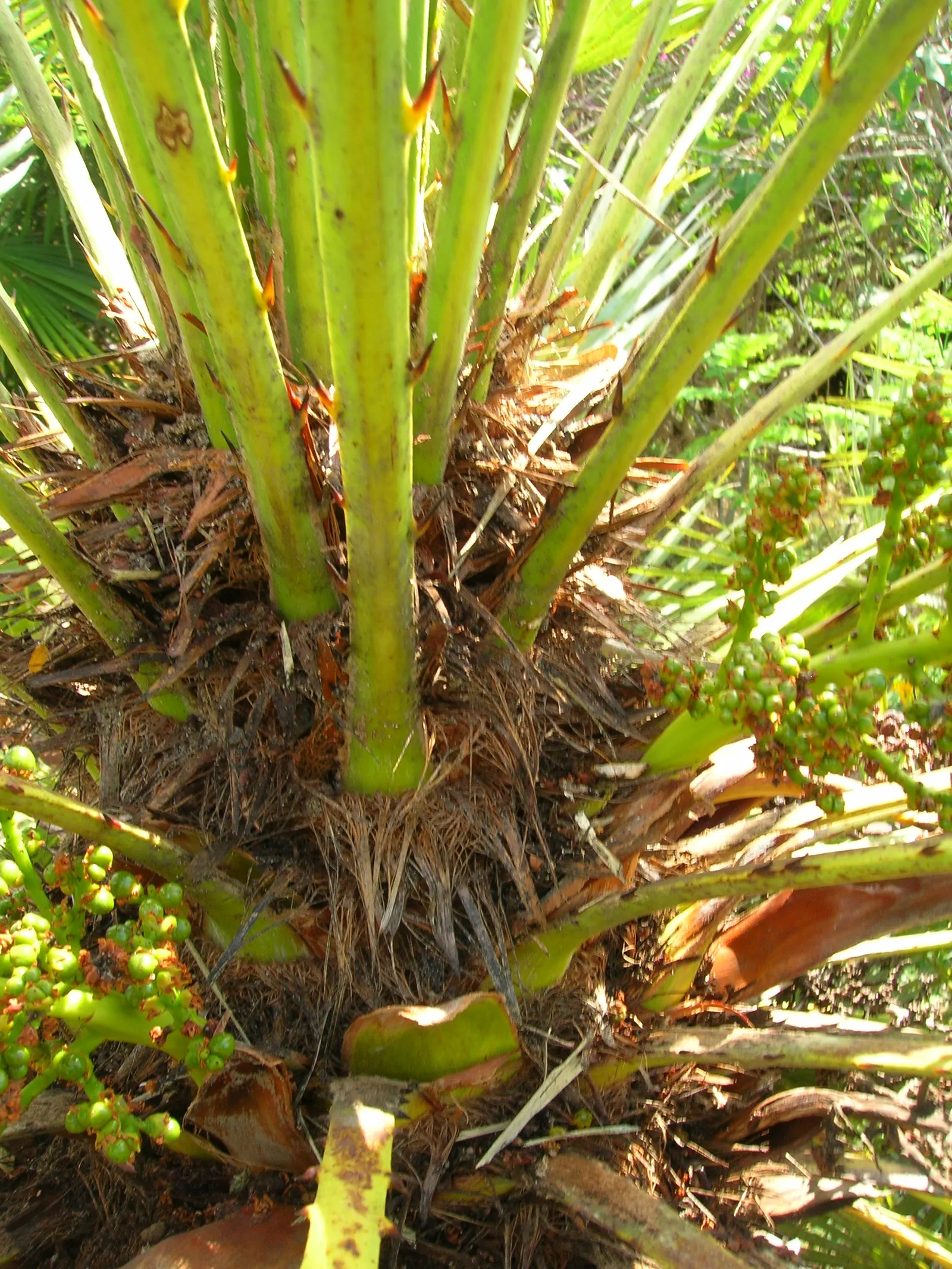 Mediterranean Fan Palm (Chamaerops Humilis) — span nearly 2 feet wide and lend a tropical texture to the landscape; chamaerops humilis brings, image 67