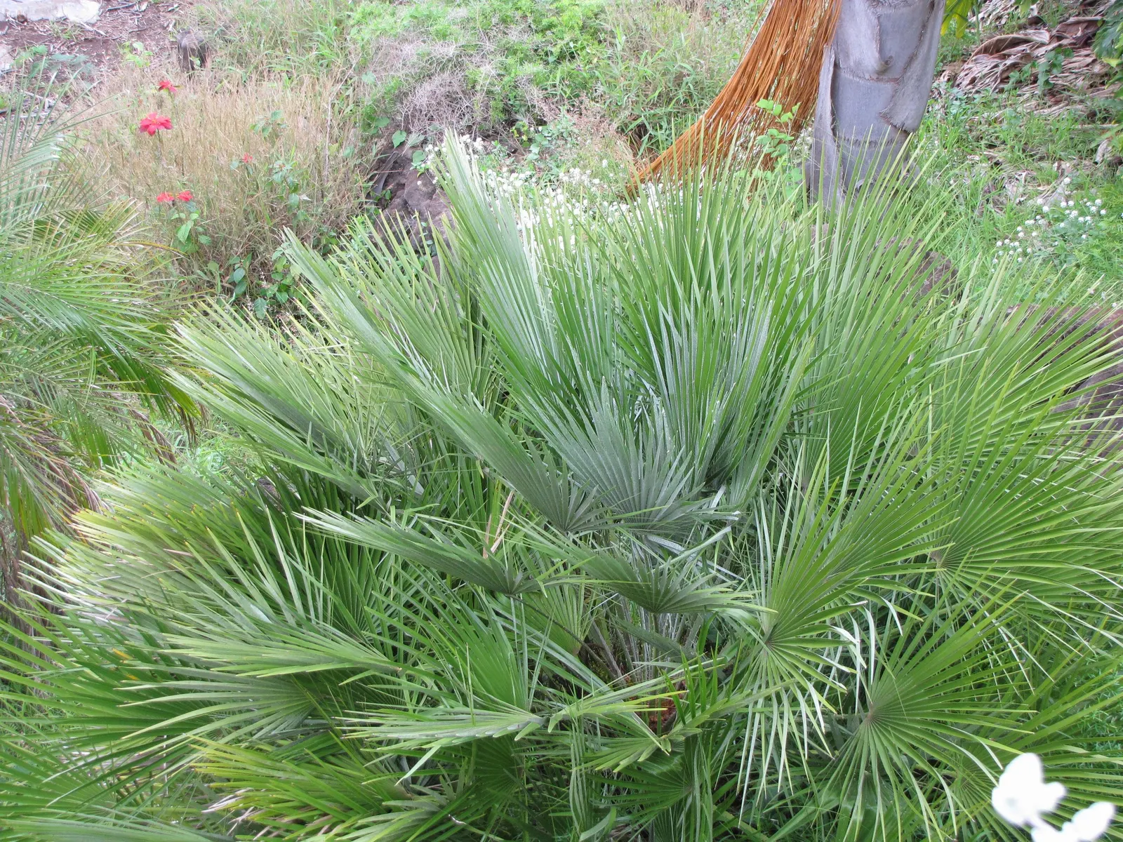 Mediterranean Fan Palm (Chamaerops Humilis) — Chamaerops humilis requires minimal irrigation and can handle occasional cold dips down to about, image 105