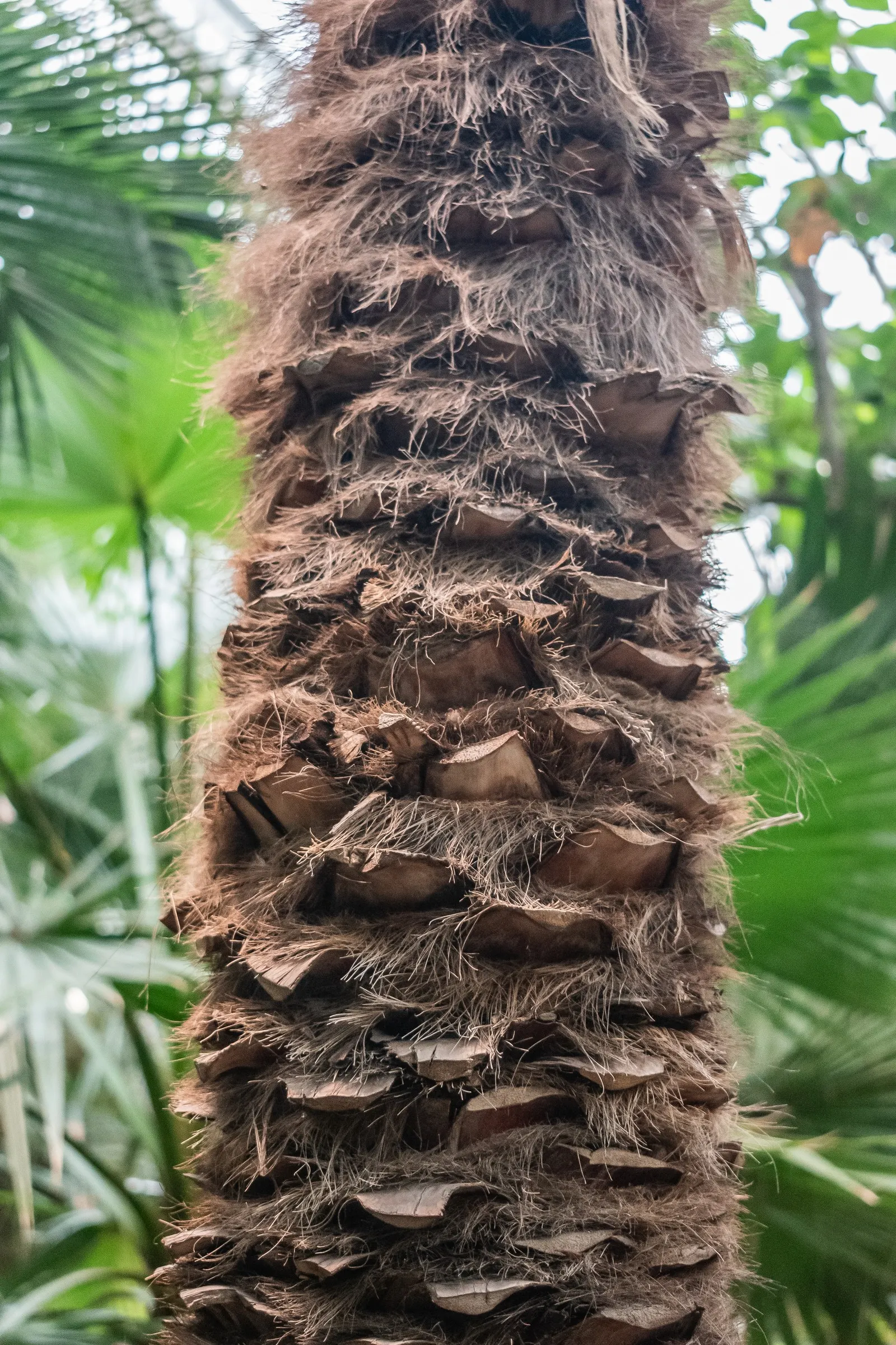 Mediterranean Fan Palm (Chamaerops Humilis) — fan-shaped fronds atop multiple trunks; scientifically known as Chamaerops humilis, image 58