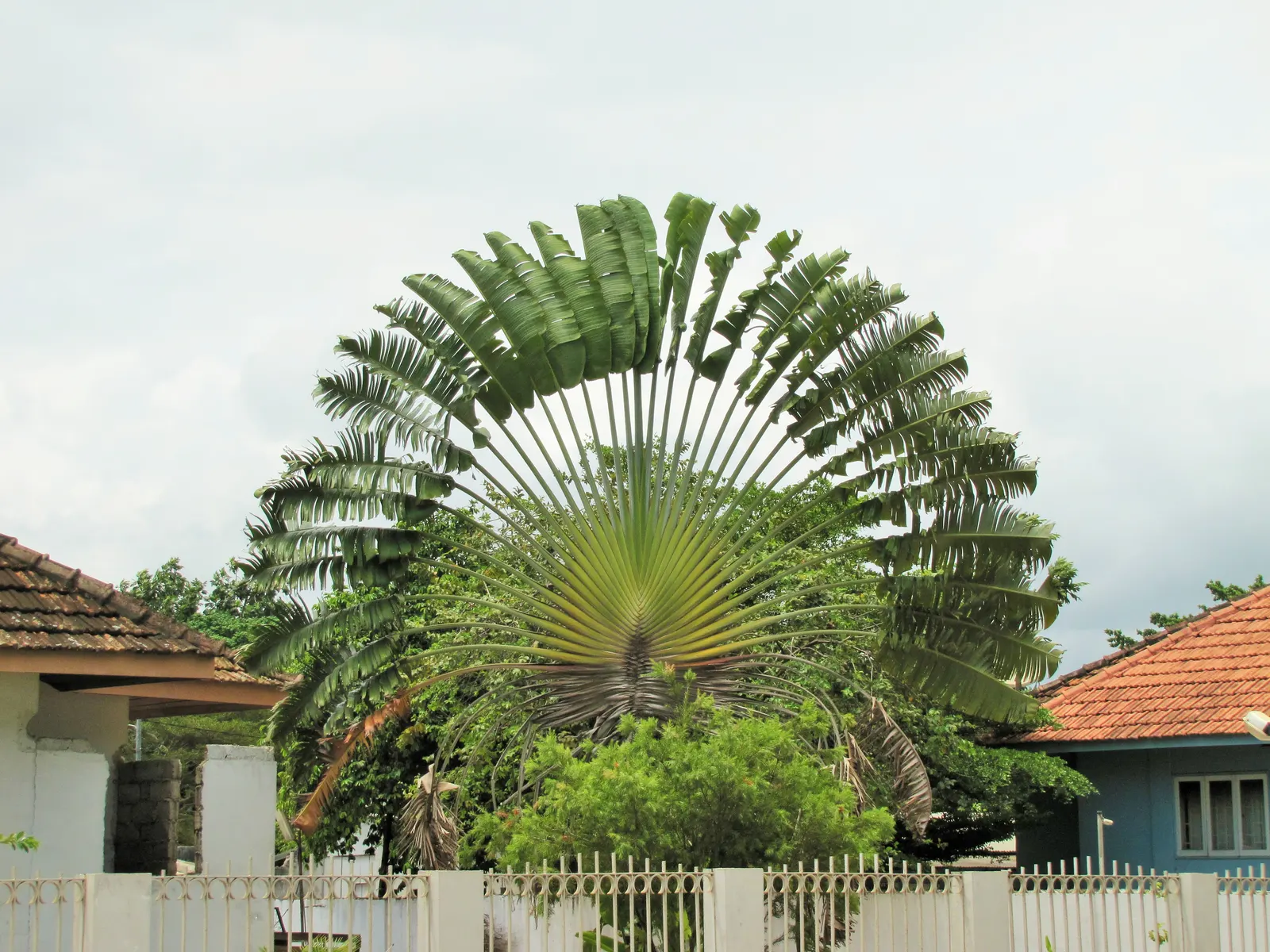 Mediterranean Fan Palm (Chamaerops Humilis) — <br><br>The palm showcases multiple trunks that clump together, giving it a lush, full appearance; it, image 47