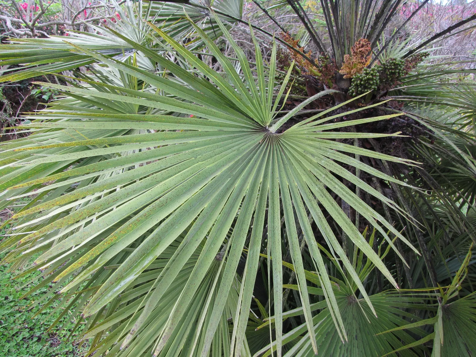 Mediterranean Fan Palm (Chamaerops Humilis) — is a remarkable and hardy addition to any landscape design; making it an ideal specimen for those, image 80