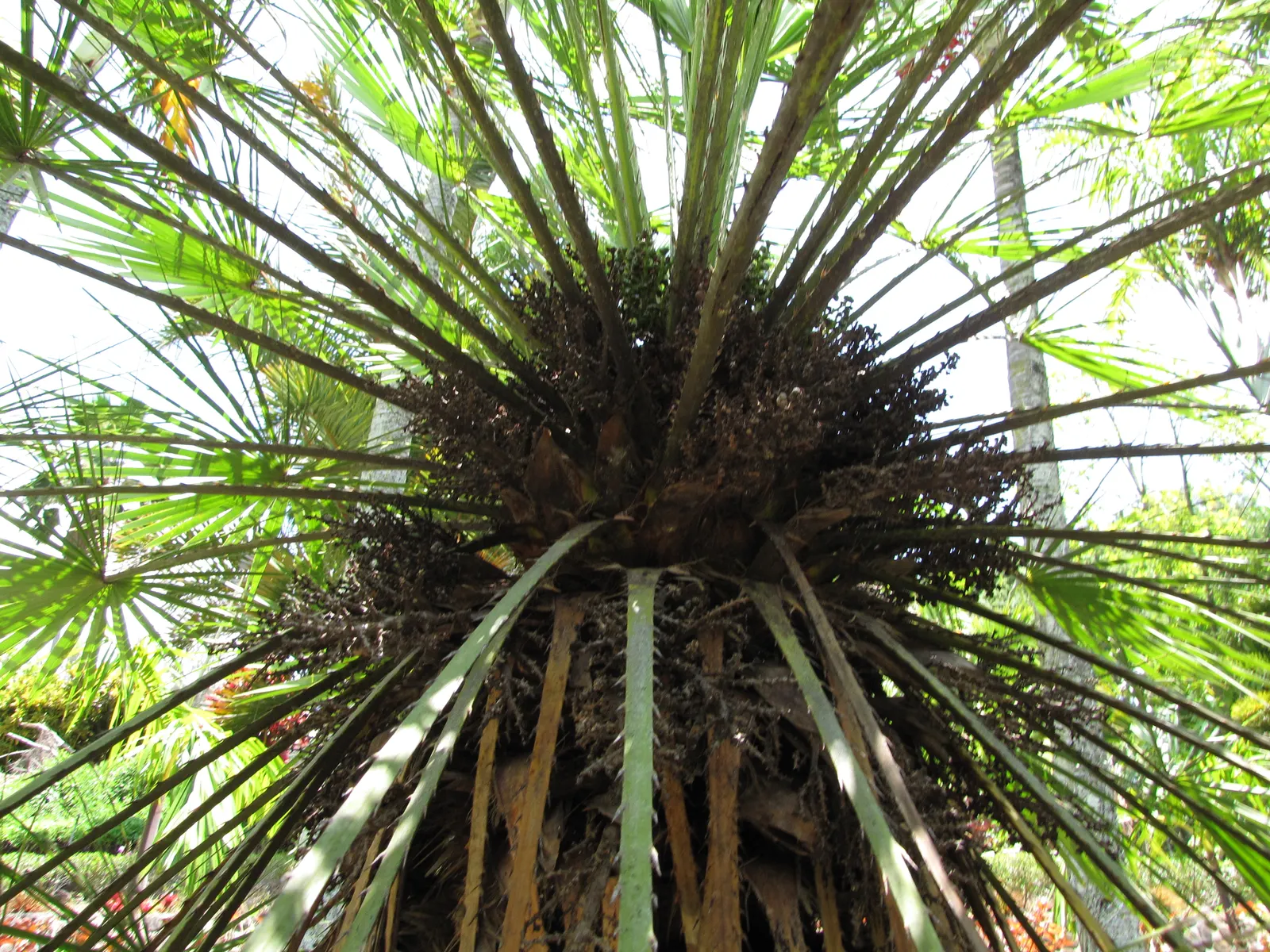 Mediterranean Fan Palm (Chamaerops Humilis) — The Mediterranean Fan Palm (Chamaerops humilis) is a hardy, compact palm native to the Mediterranean, image 73