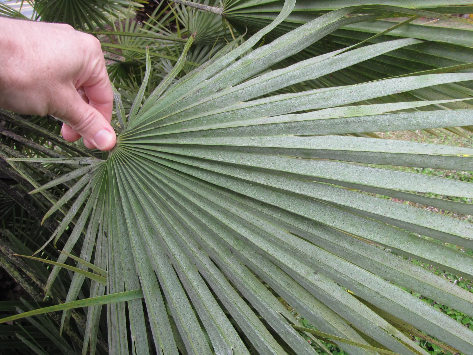 Mediterranean Fan Palm (Chamaerops Humilis) — especially for those striving to emulate the elegant ambiance of a Mediterranean or coastal setting, image 99