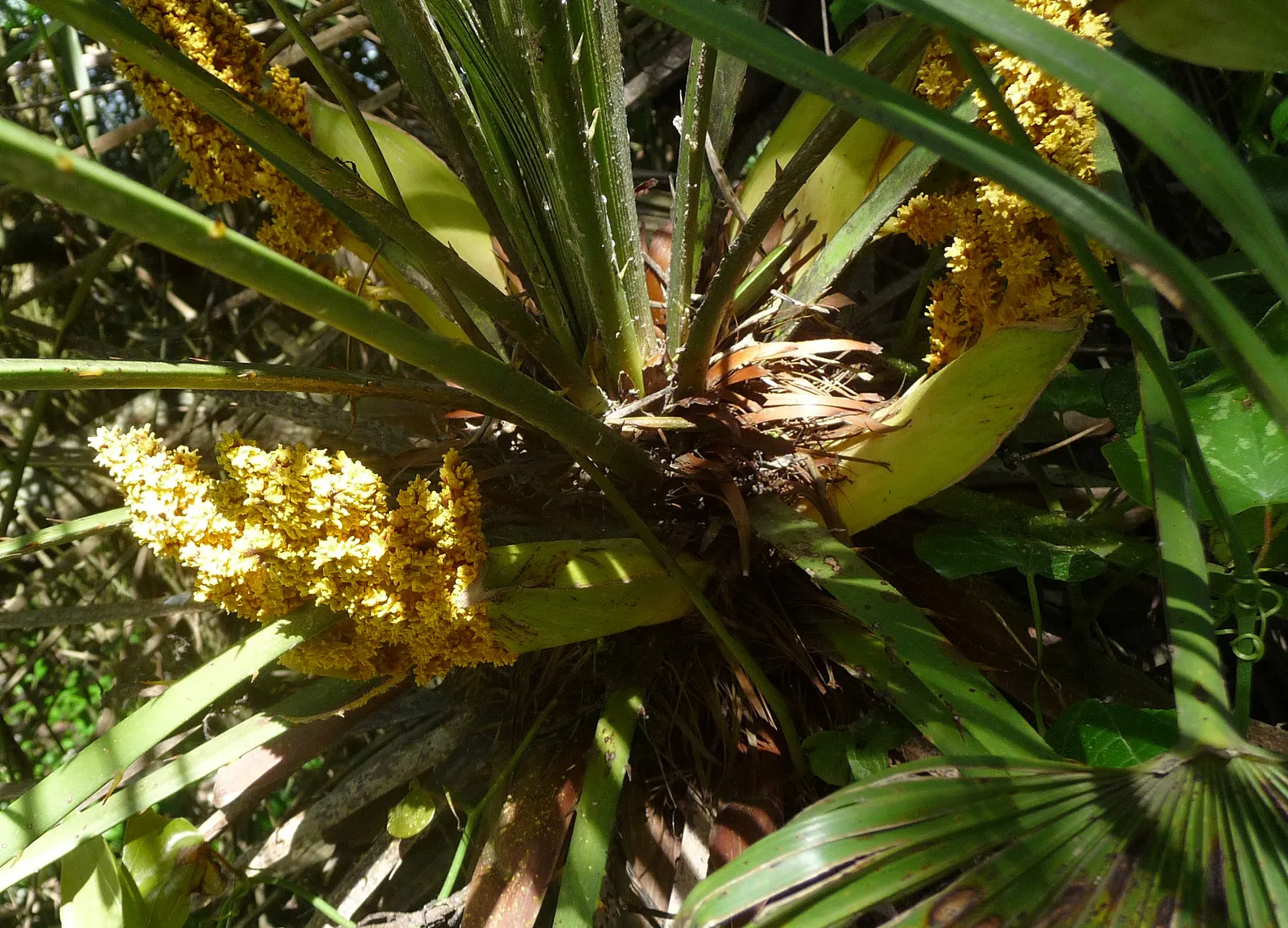 Mediterranean Fan Palm (Chamaerops Humilis) — scientifically known as Chamaerops humilis; its growth rate is relatively slow, image 79