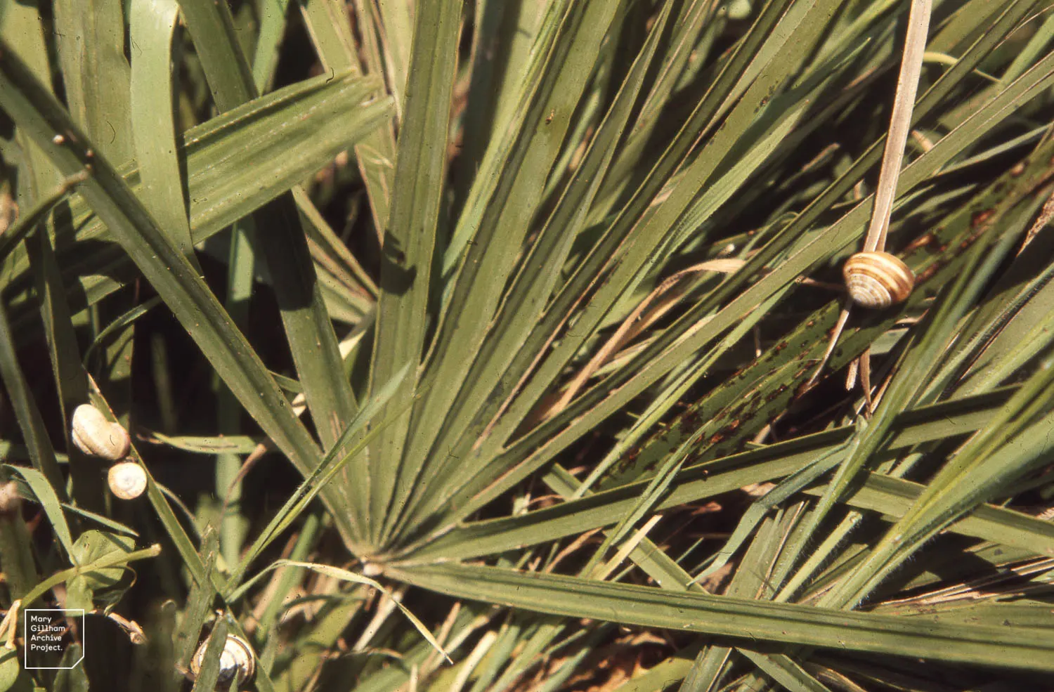 Mediterranean Fan Palm (Chamaerops Humilis) — Ideal for small gardens, it's drought-tolerant and thrives in full sun to partial shade; these leaves, image 77