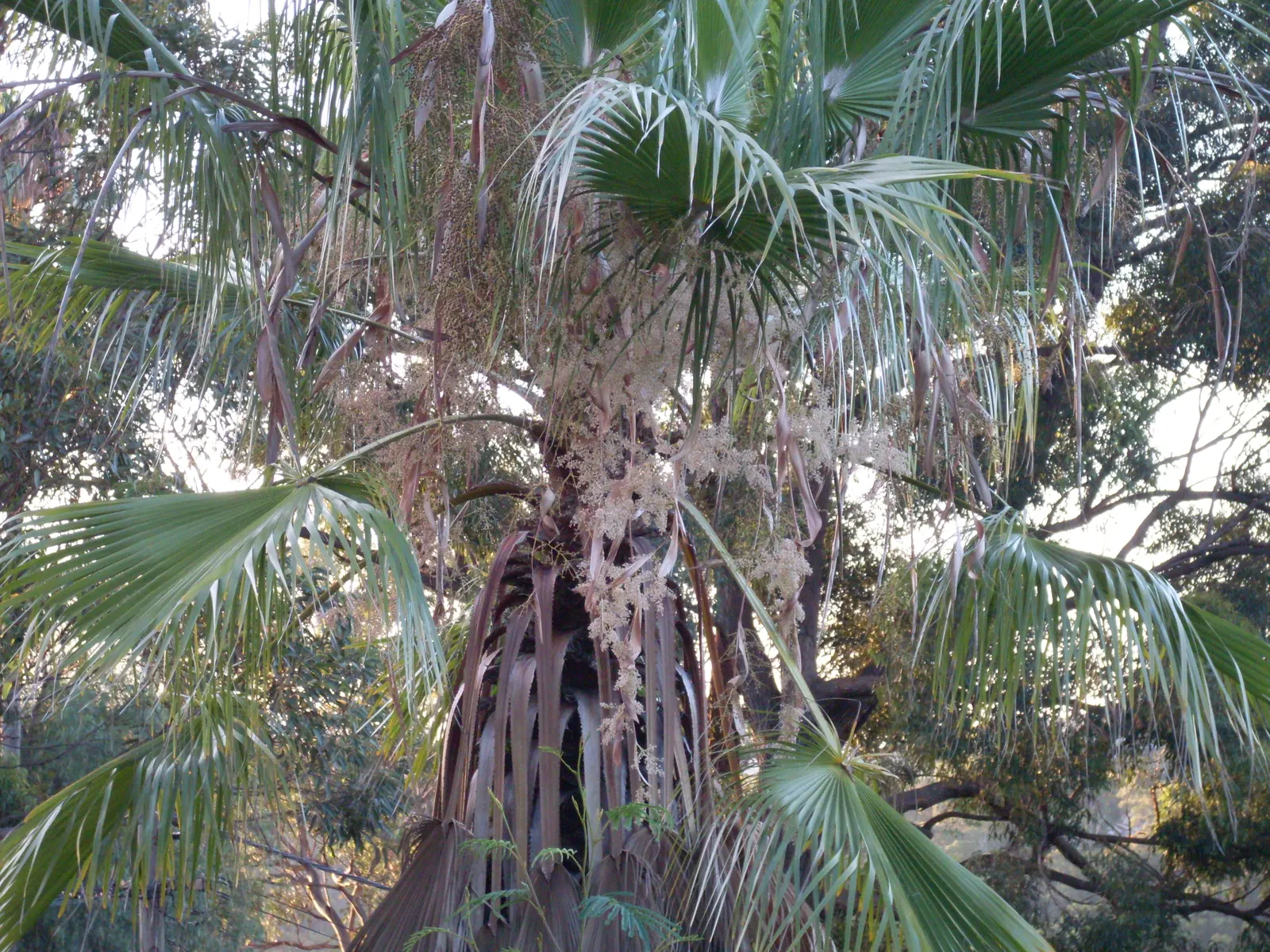 Mediterranean Fan Palm (Chamaerops Humilis) — making it an ideal specimen for those seeking a touch of Mediterranean charm in their outdoor living, image 107