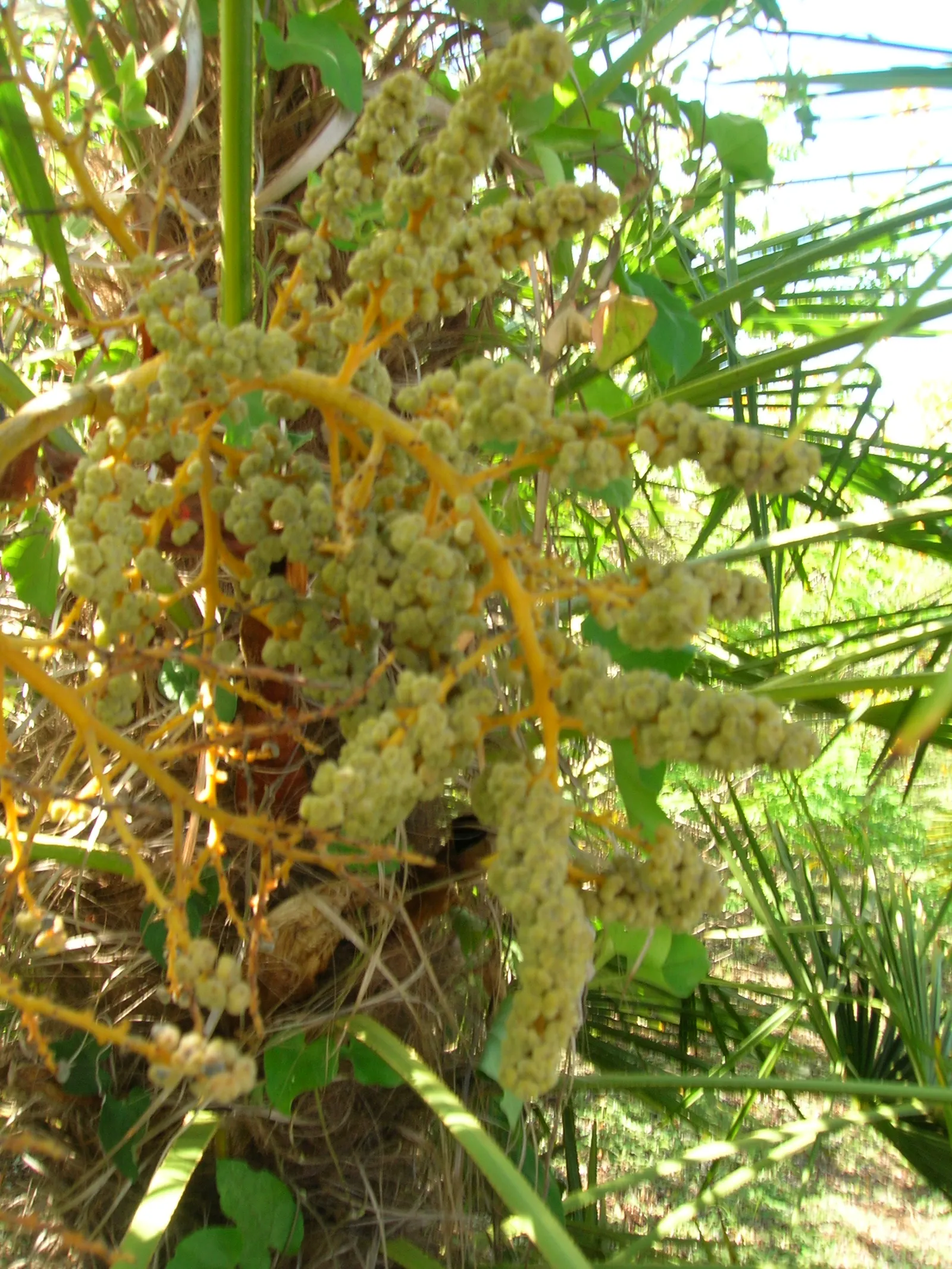 Mediterranean Fan Palm (Chamaerops Humilis) — ranging from bluish-green to silvery-gray; especially for those striving to emulate the elegant, image 66