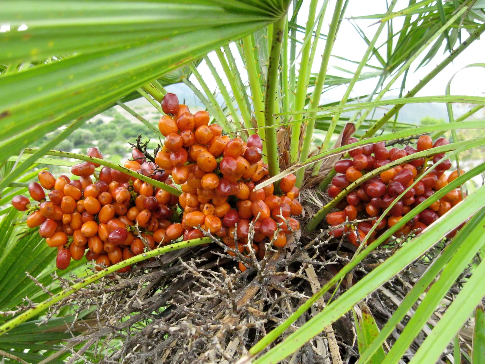 Mediterranean Fan Palm (Chamaerops Humilis) — It has a mature height of 10-20 feet and a spread of 6-15 feet; <br><br>The palm showcases multiple, image 74