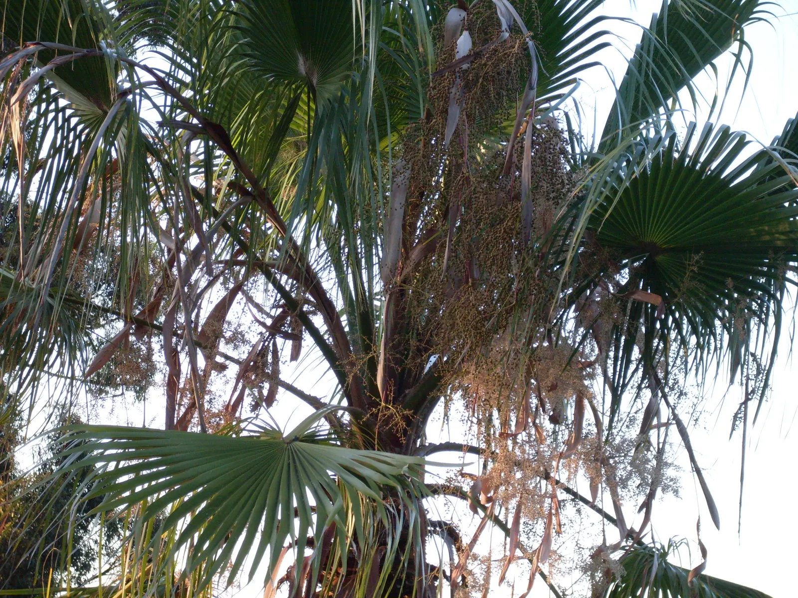 Mediterranean Fan Palm (Chamaerops Humilis) — palm / tree for full or half; chamaerops humilis requires minimal irrigation and can handle, image 108