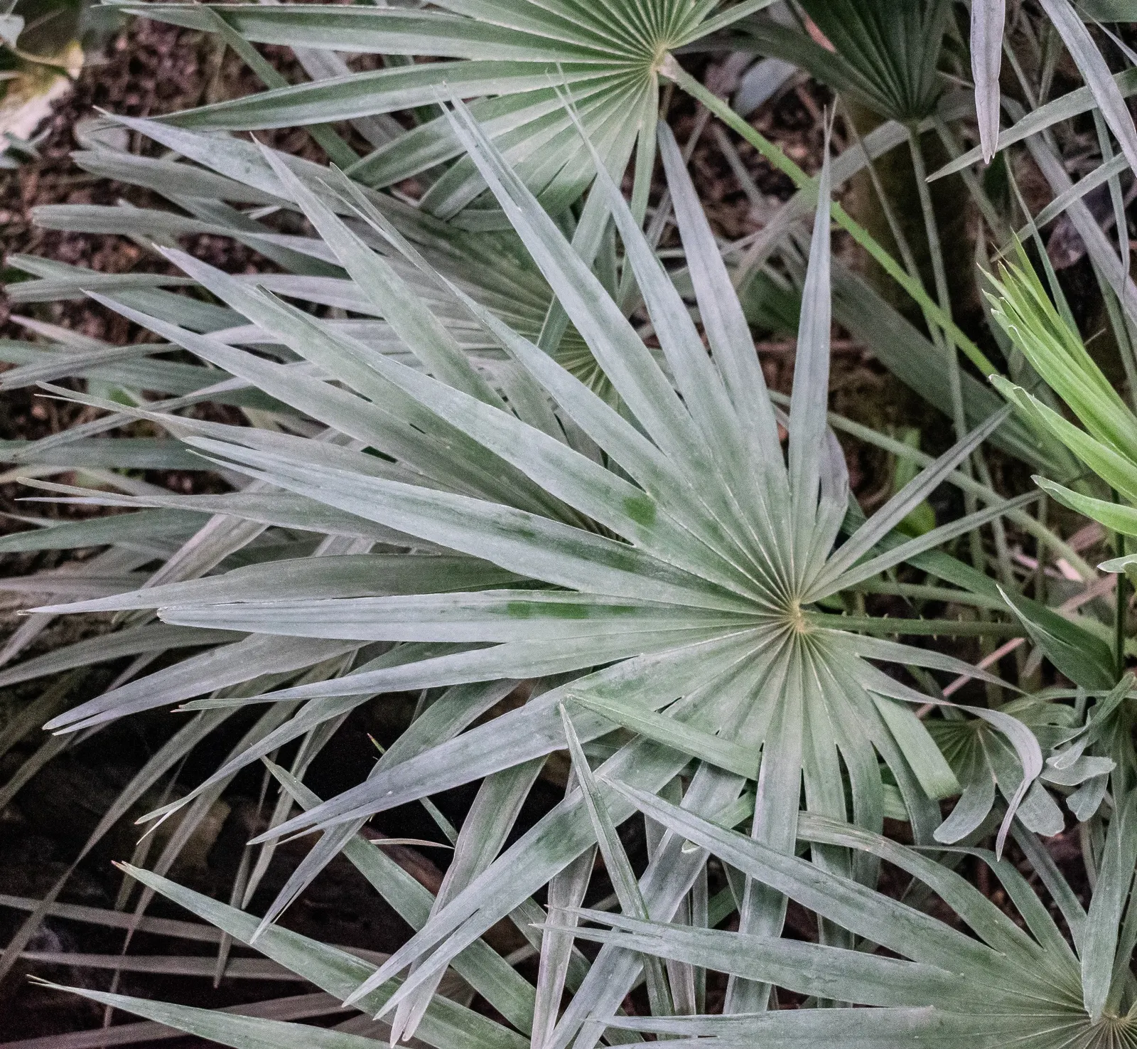 Mediterranean Fan Palm (Chamaerops Humilis) — This slow-growing palm features blue-green; palm / tree for full or half, image 57