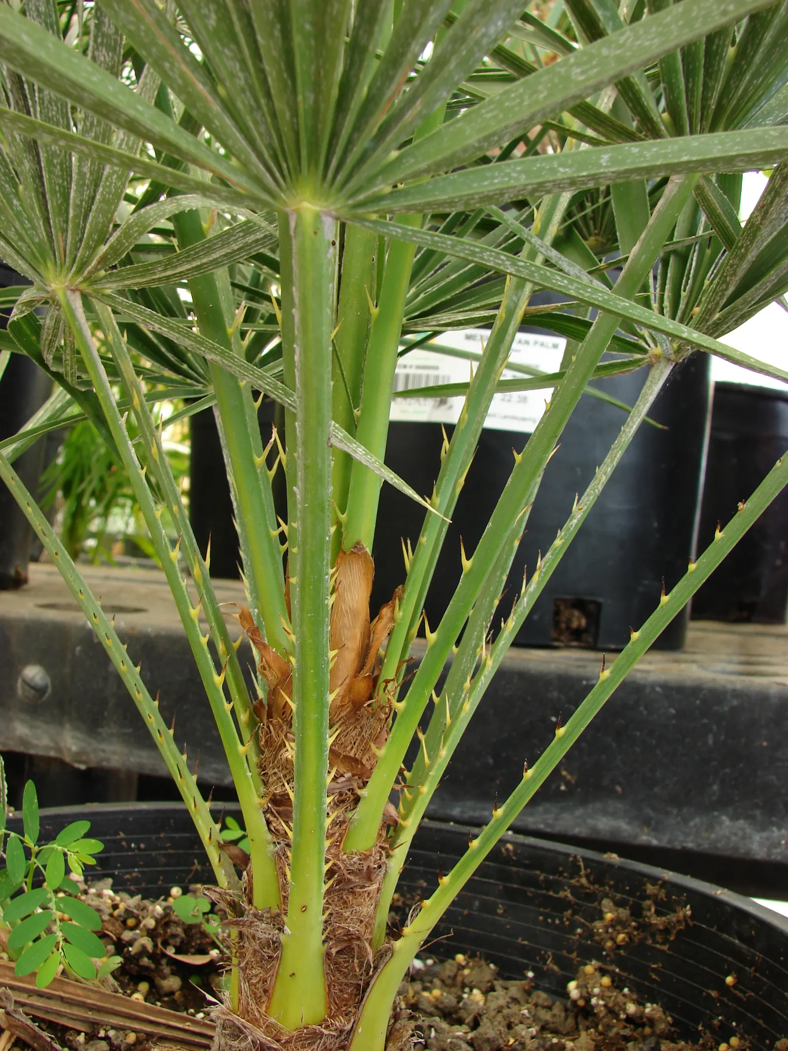 Mediterranean Fan Palm (Chamaerops Humilis) — Its growth rate is relatively slow; span nearly 2 feet wide and lend a tropical texture to the, image 118