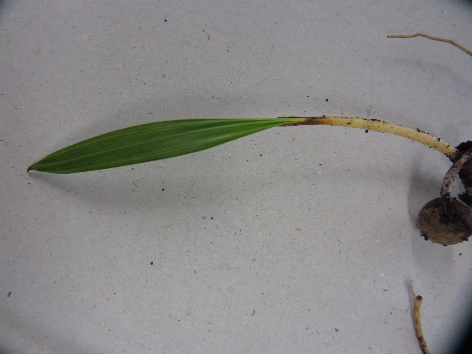 Mediterranean Fan Palm (Chamaerops Humilis) — palm / tree for full or half; chamaerops humilis requires minimal irrigation and can handle, image 54