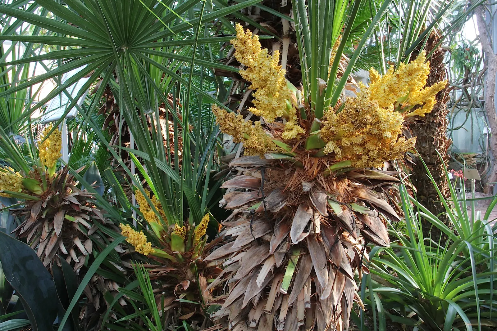 Mediterranean Fan Palm (Chamaerops Humilis) — especially for those striving to emulate the elegant ambiance of a Mediterranean or coastal setting, image 63