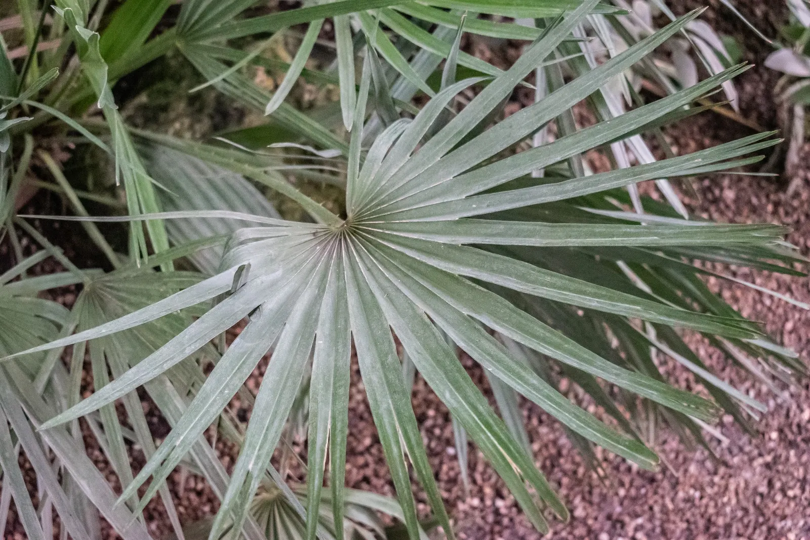 Mediterranean Fan Palm (Chamaerops Humilis) — It has a mature height of 10-20 feet and a spread of 6-15 feet; <br><br>The palm showcases multiple, image 56