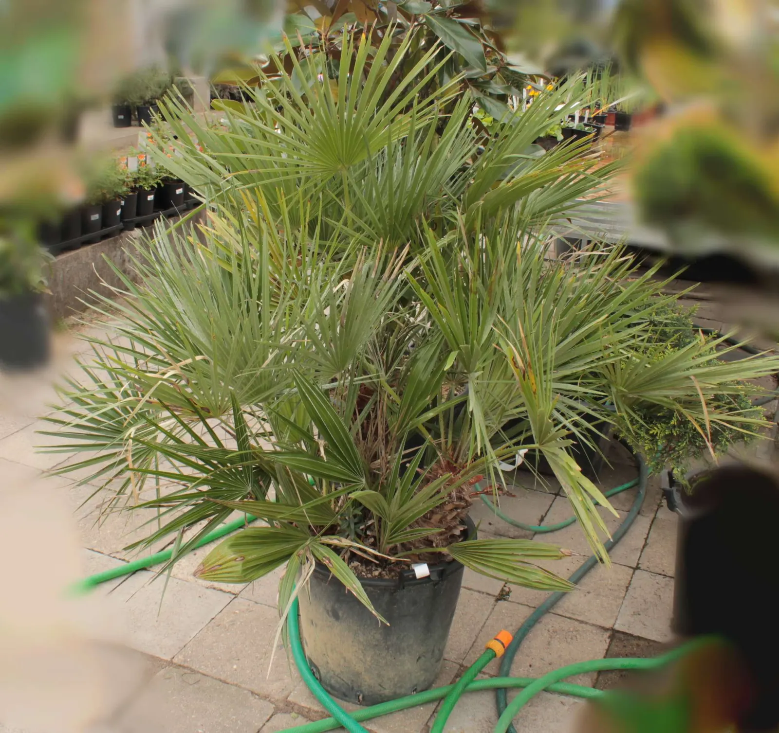 Mediterranean Fan Palm (Chamaerops Humilis) — This slow-growing palm features blue-green