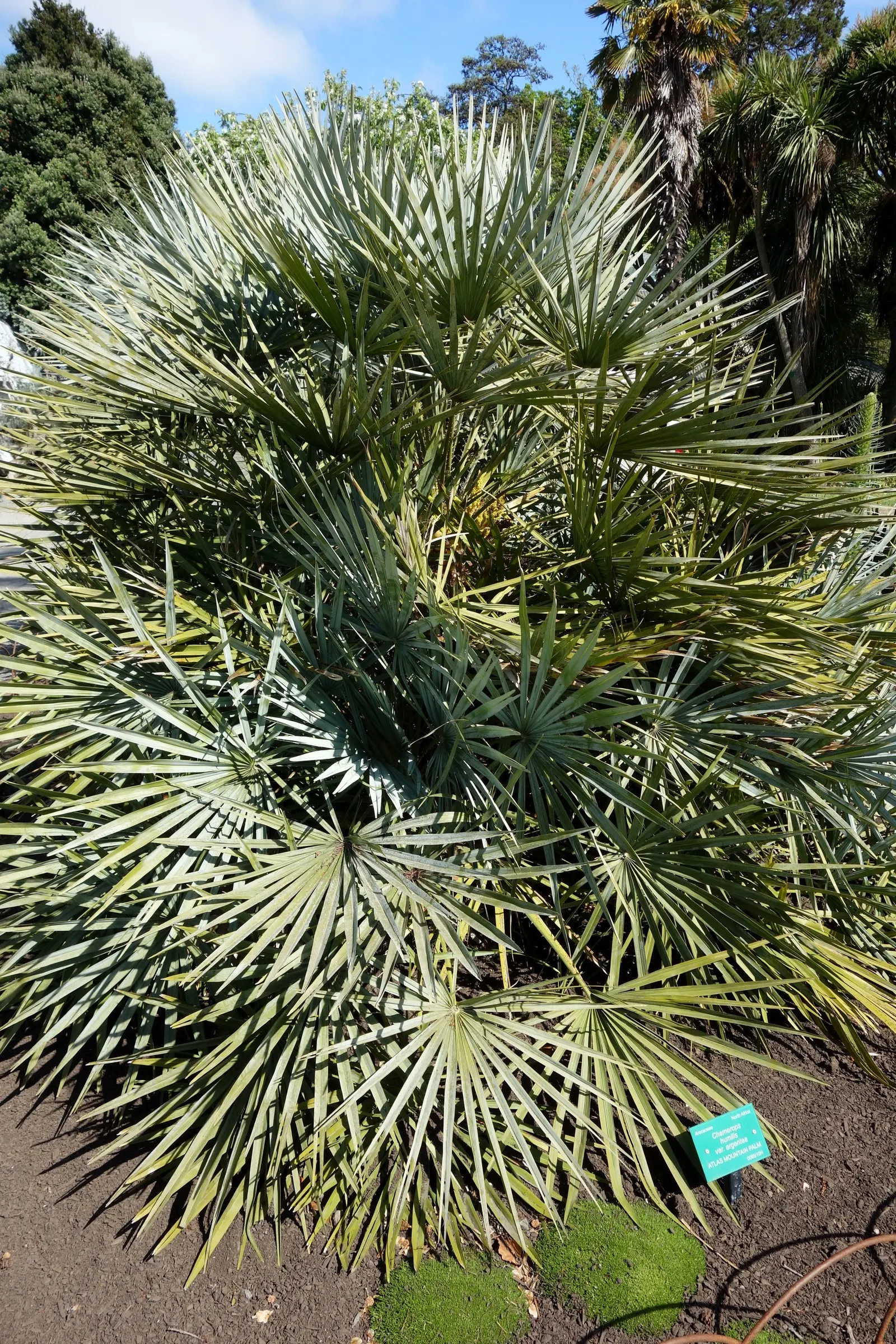 Mediterranean Fan Palm (Chamaerops Humilis) — <br><br>The palm showcases multiple trunks that clump together, giving it a lush, full appearance; it, image 83