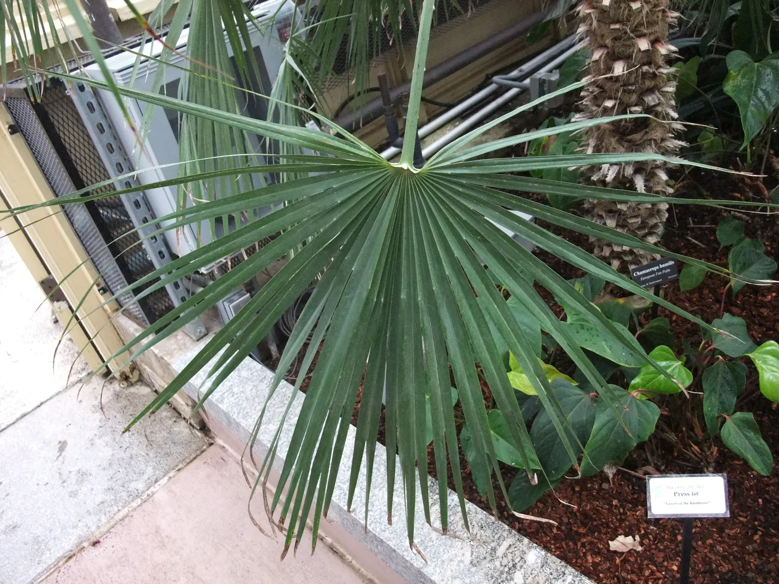 Mediterranean Fan Palm (Chamaerops Humilis) — fan-shaped fronds atop multiple trunks