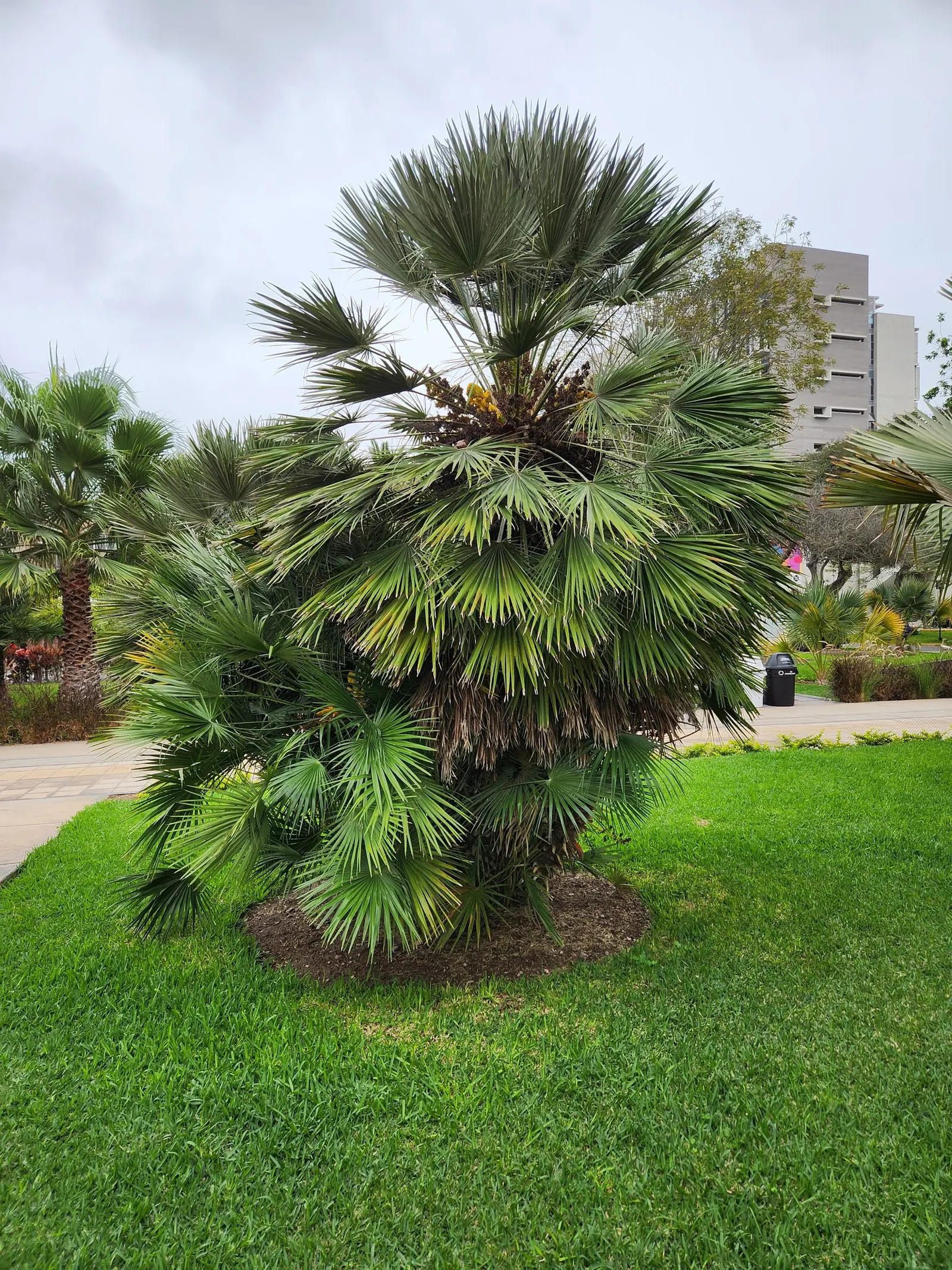 Mediterranean Fan Palm (Chamaerops Humilis) — especially for those striving to emulate the elegant ambiance of a Mediterranean or coastal setting, image 81
