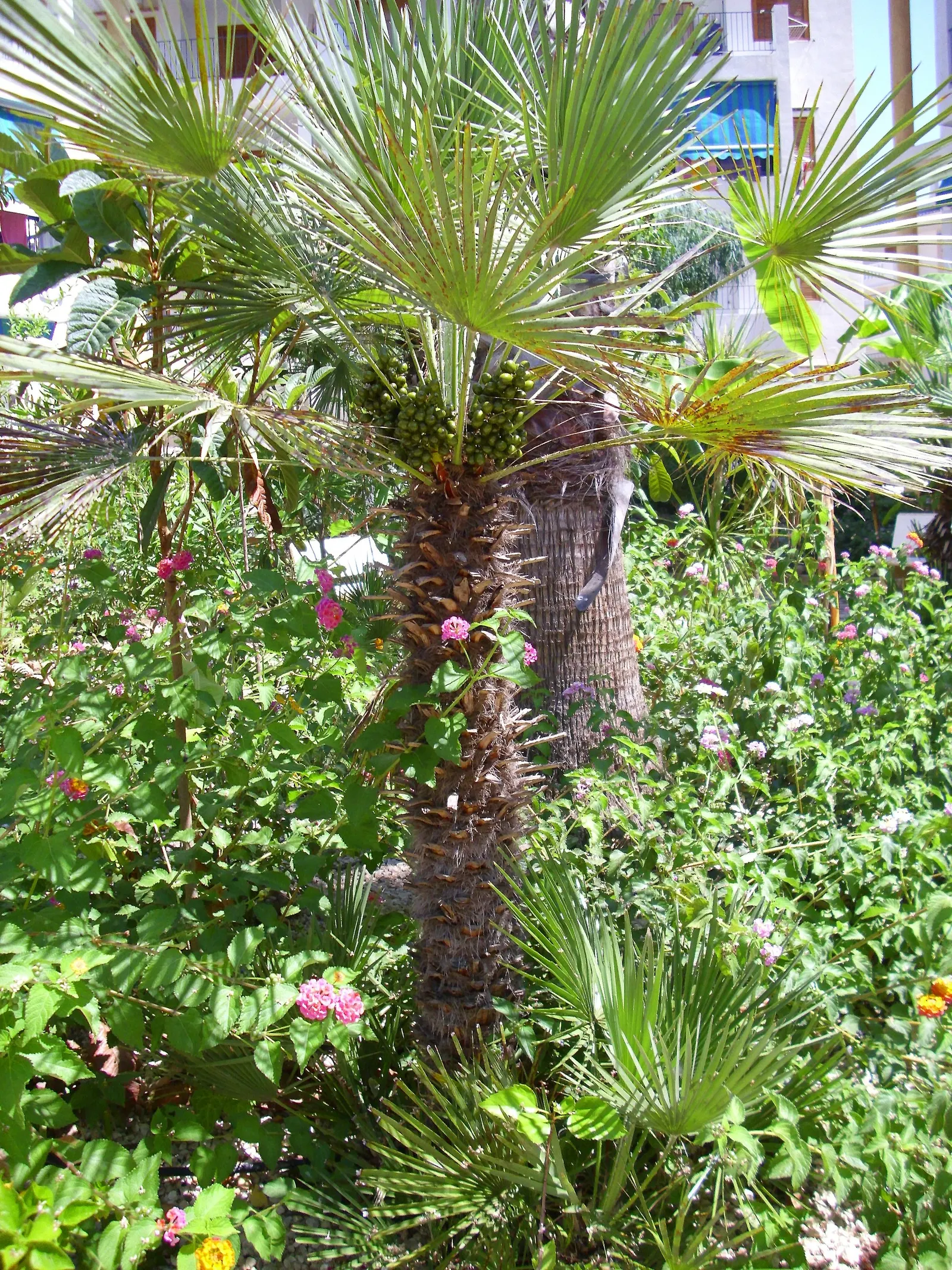 Mediterranean Fan Palm (Chamaerops Humilis) — especially for those striving to emulate the elegant ambiance of a Mediterranean or coastal setting